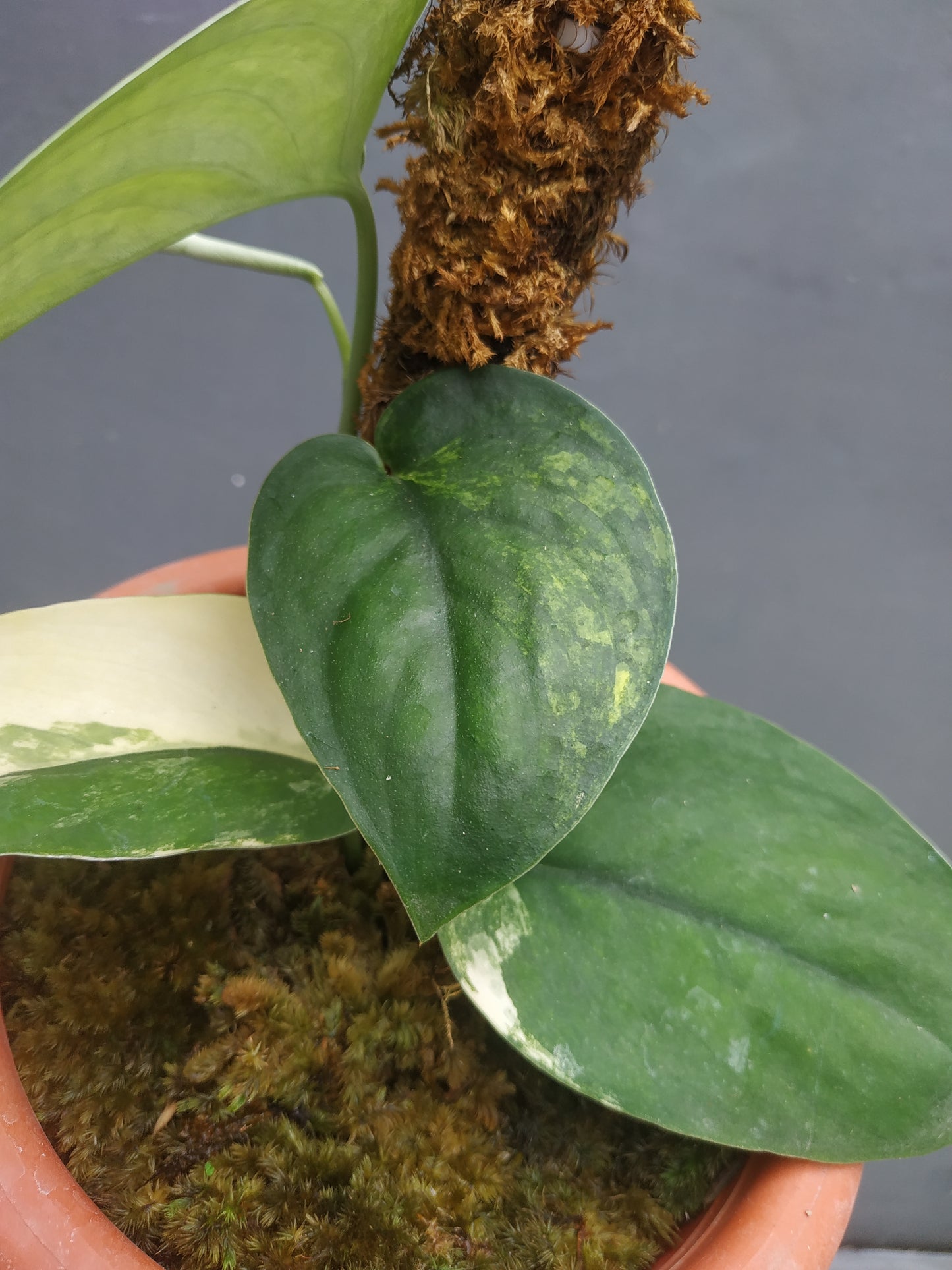Scindapsus Jade Satin Yellow Variegated