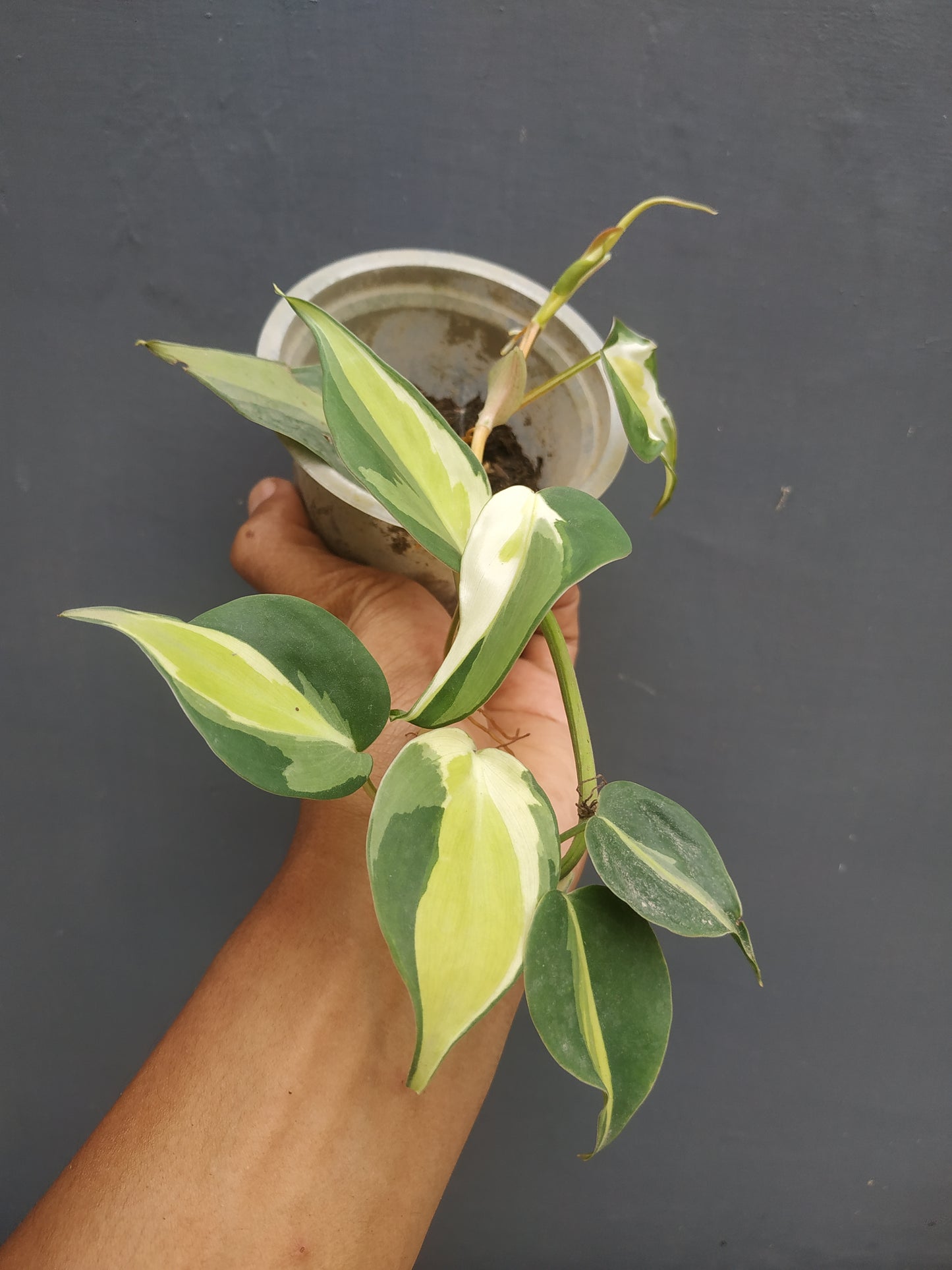 Philodendron Cream Splash