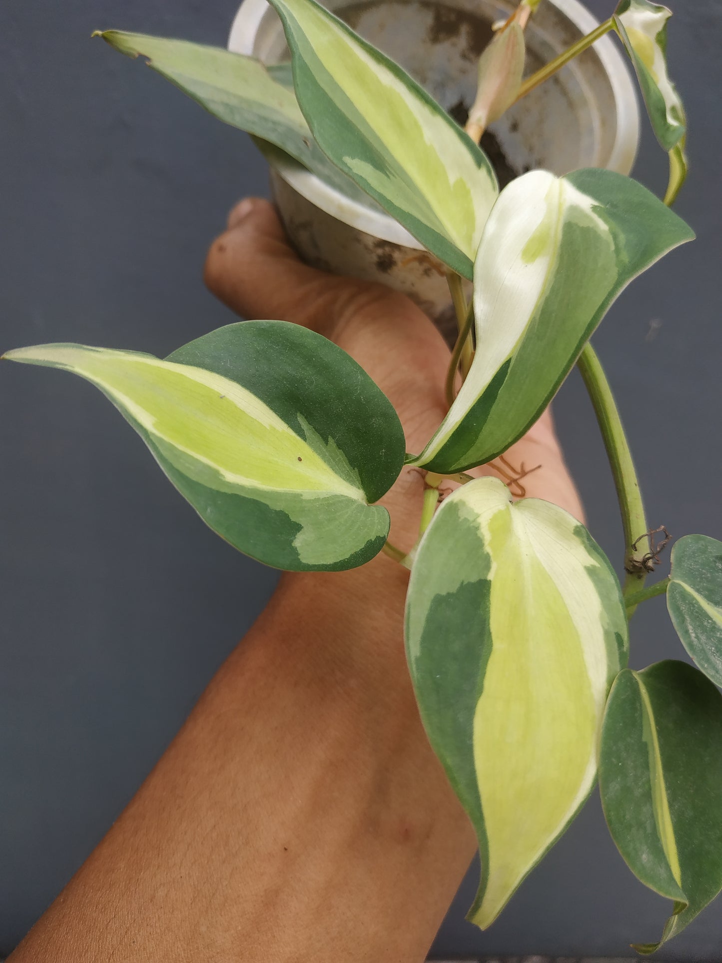 Philodendron Cream Splash