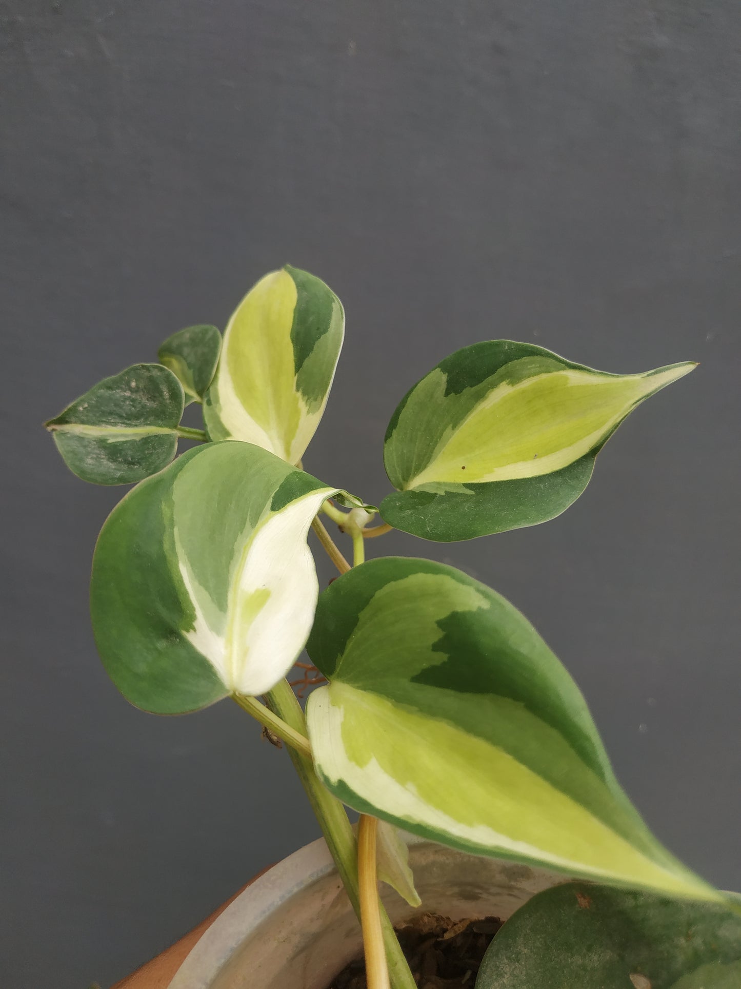 Philodendron Cream Splash