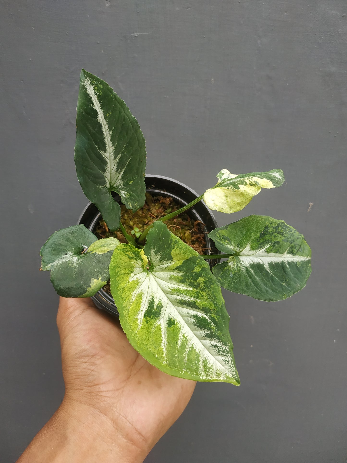Syngonium scrambled Eggs, scrambled eggs, Syngonium Plants, syngonium