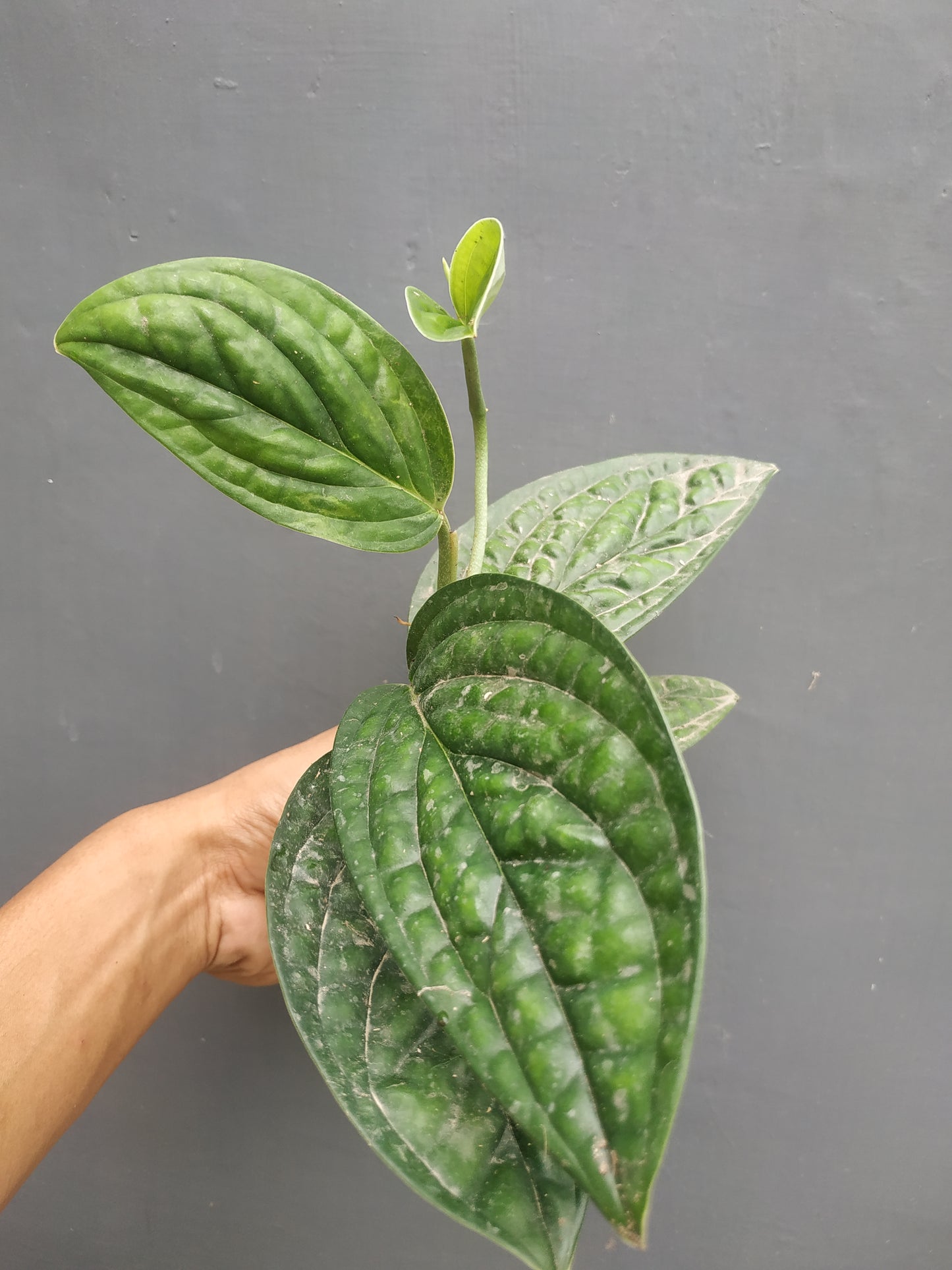 Monstera Peru Karstenianum