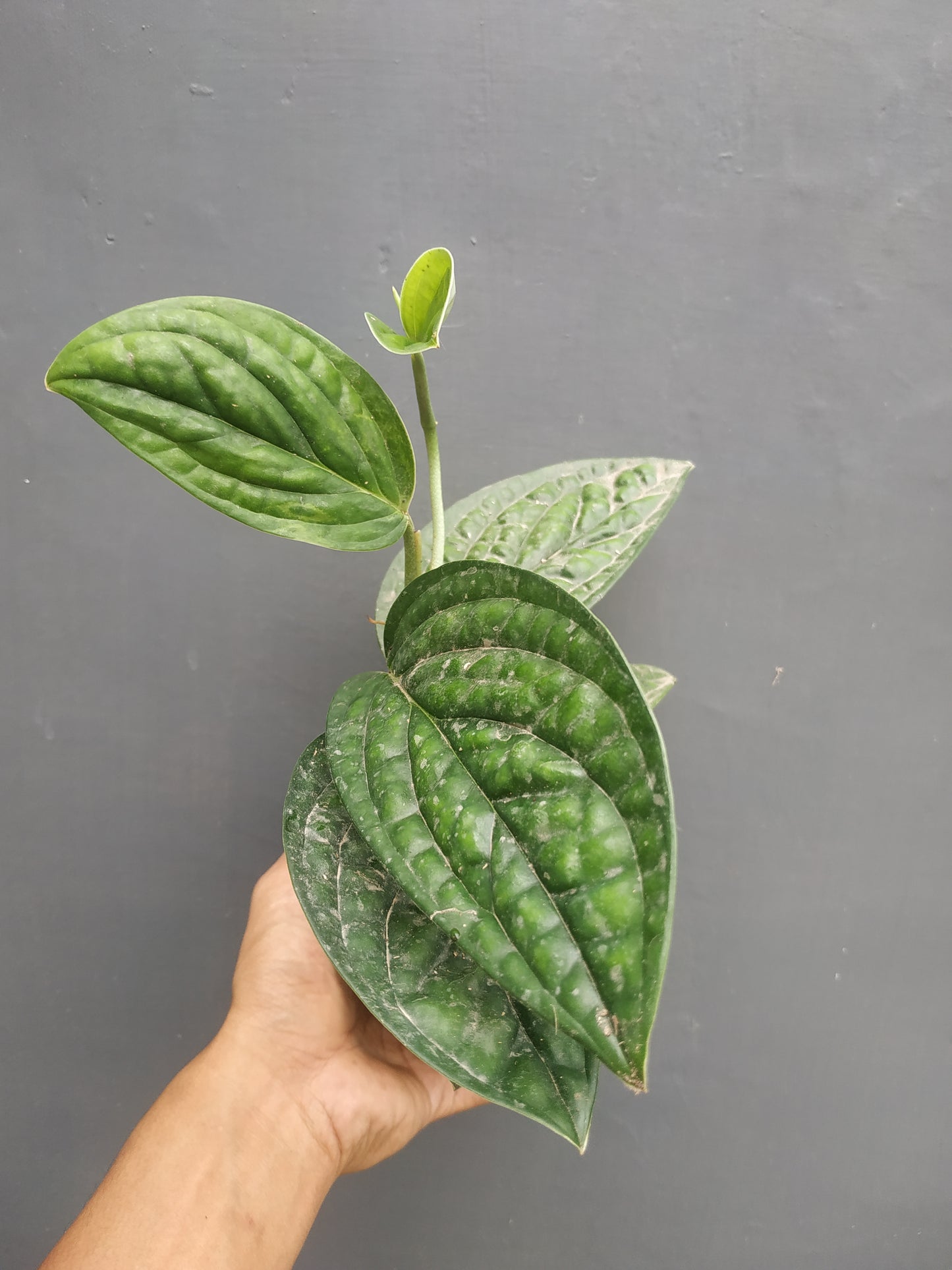 Monstera Peru Karstenianum