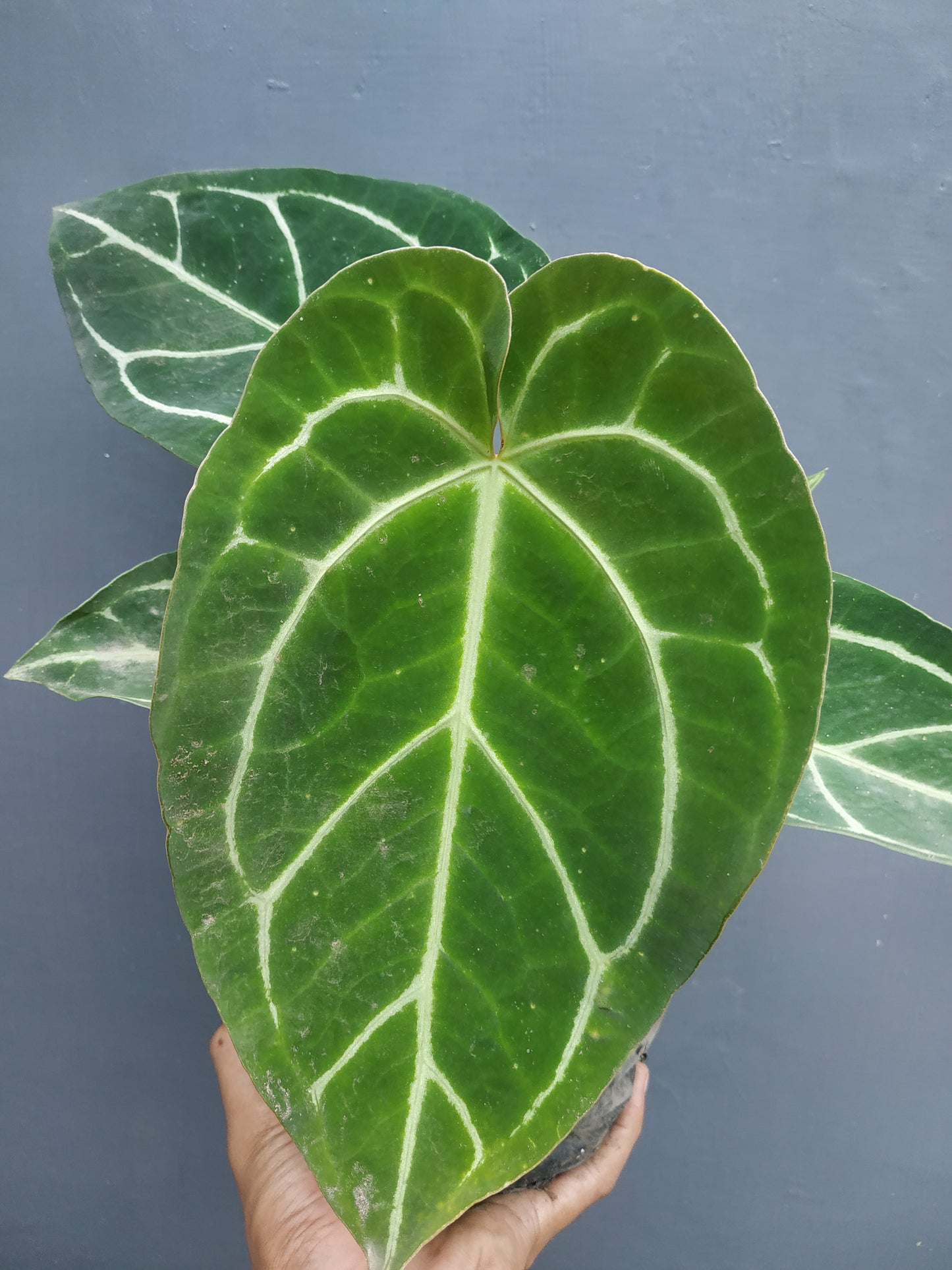 anthurium, live anthurium magnificum, live anthurium magnificum plants, rare anthurium magnificum, rare anthurium magnificum ive plants, tropical anthurium magnificum live plants, wholesale anthurium magnificum, outdoor plant, indoor plants, winter plants, summer plants, spring plants, houseplants, rare anthurium magnificum plants, live anthurium magnificum rare plants