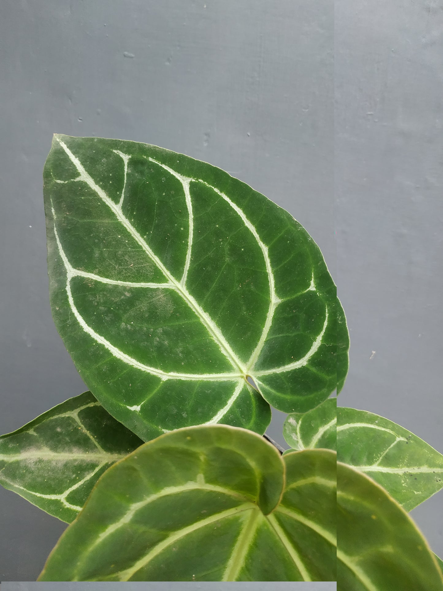 Wholesale 6x Anthurium Magnificum