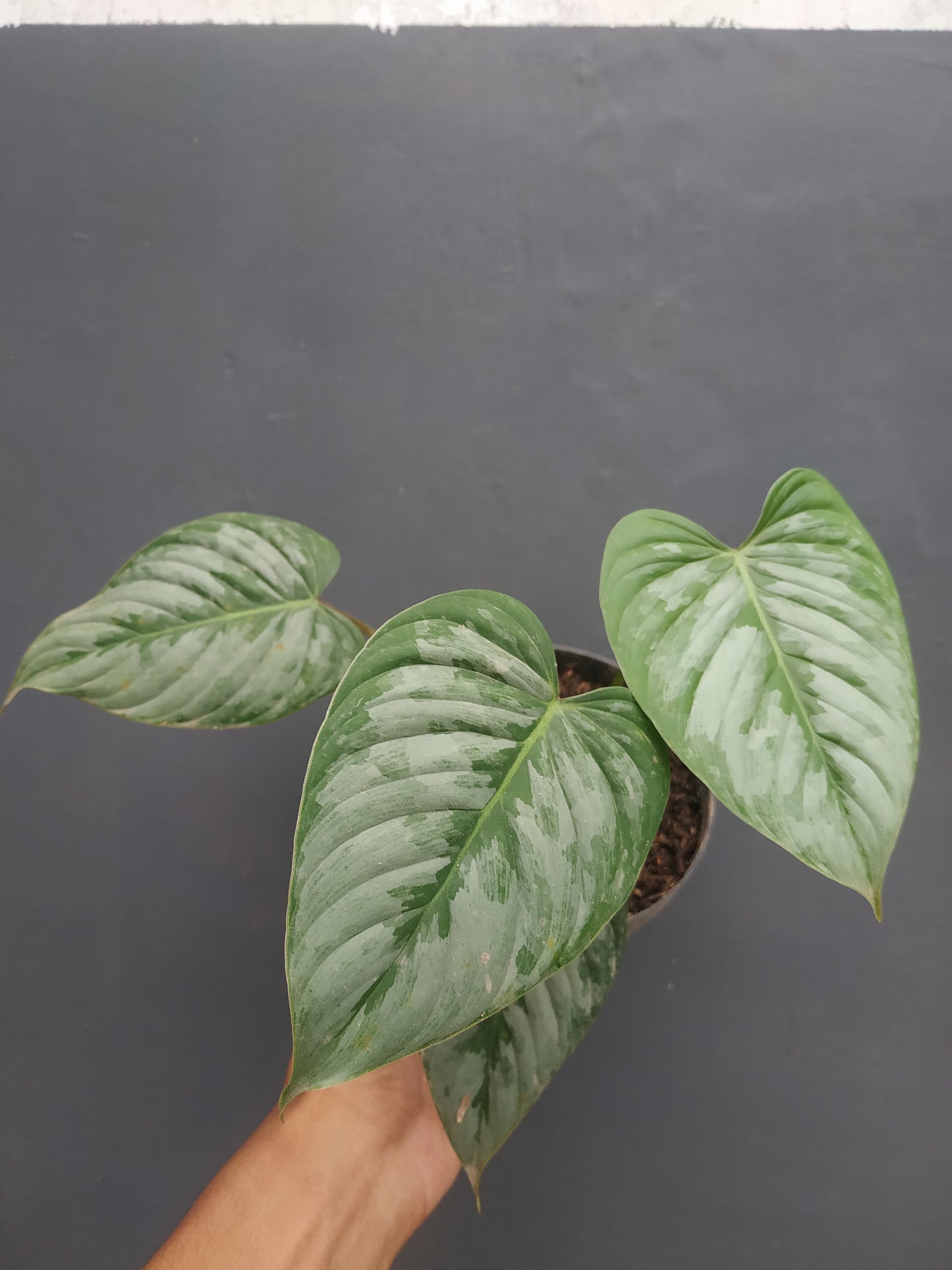 Philodendron Sodiroi