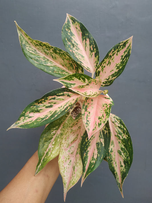 aglaonema, live aglaonema twinkle, live aglaonema twinkle plants, rare aglaonema twinkle, rare aglaonema twinkle live plants, tropical aglaonema twinkle live plants, wholesale aglaonema twinkle, outdoor plant, indoor plants, winter plants, summer plants, spring plants, houseplants, rare aglaonema twinkle plants, live aglaonema twinkle rare plants