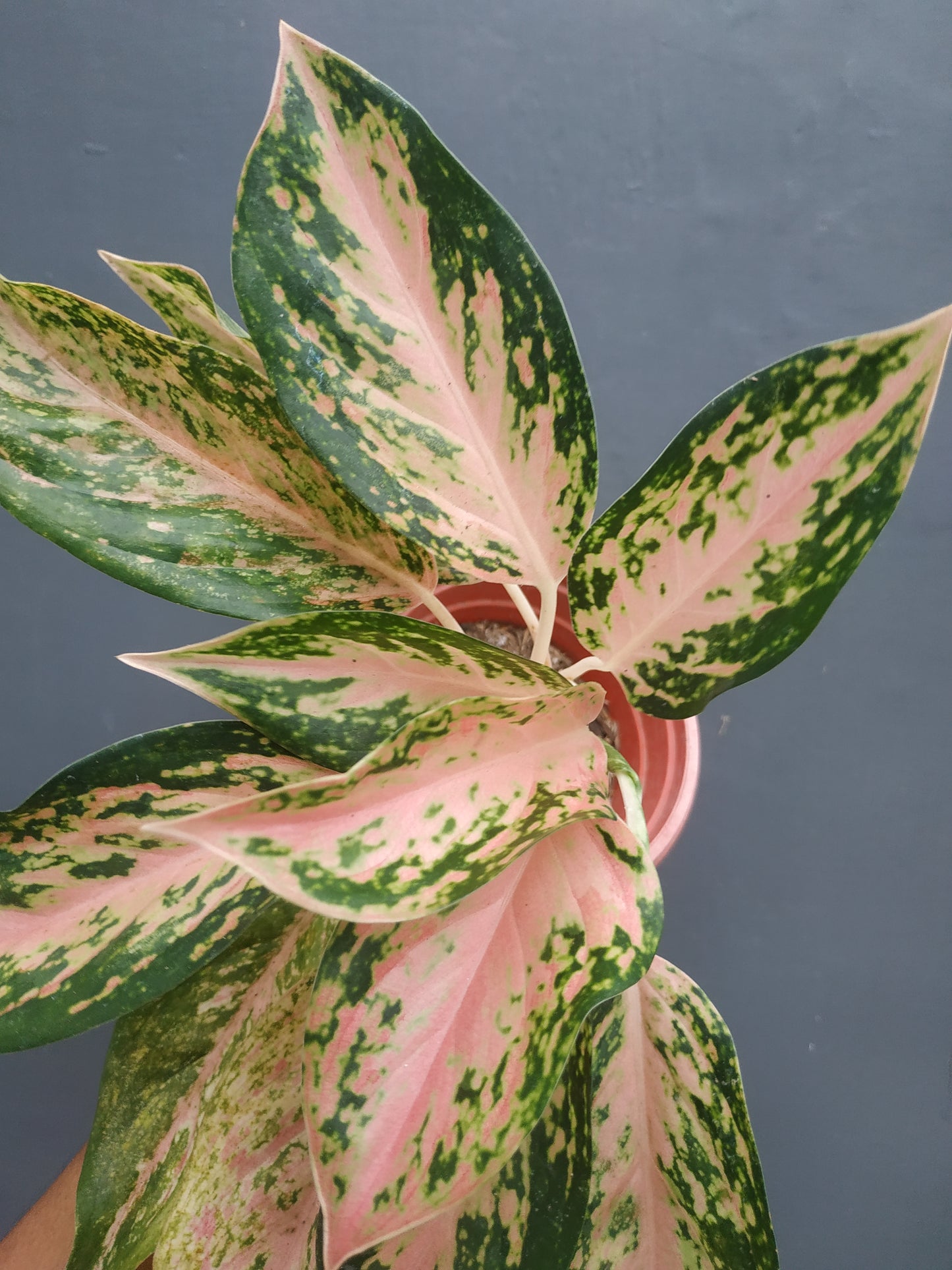 aglaonema, live aglaonema twinkle, live aglaonema twinkle plants, rare aglaonema twinkle, rare aglaonema twinkle live plants, tropical aglaonema twinkle live plants, wholesale aglaonema twinkle, outdoor plant, indoor plants, winter plants, summer plants, spring plants, houseplants, rare aglaonema twinkle plants, live aglaonema twinkle rare plants