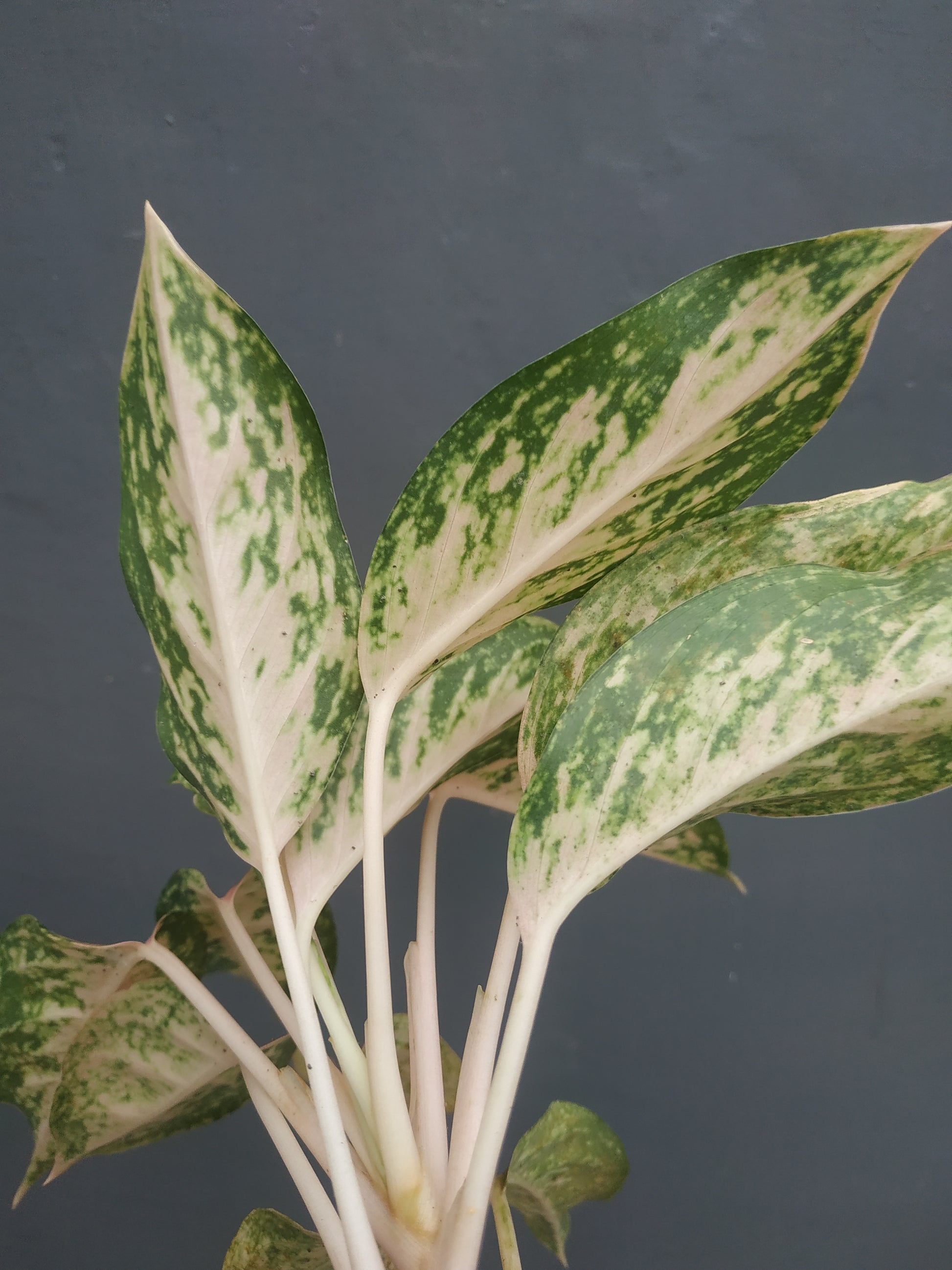 aglaonema, live aglaonema twinkle, live aglaonema twinkle plants, rare aglaonema twinkle, rare aglaonema twinkle live plants, tropical aglaonema twinkle live plants, wholesale aglaonema twinkle, outdoor plant, indoor plants, winter plants, summer plants, spring plants, houseplants, rare aglaonema twinkle plants, live aglaonema twinkle rare plants