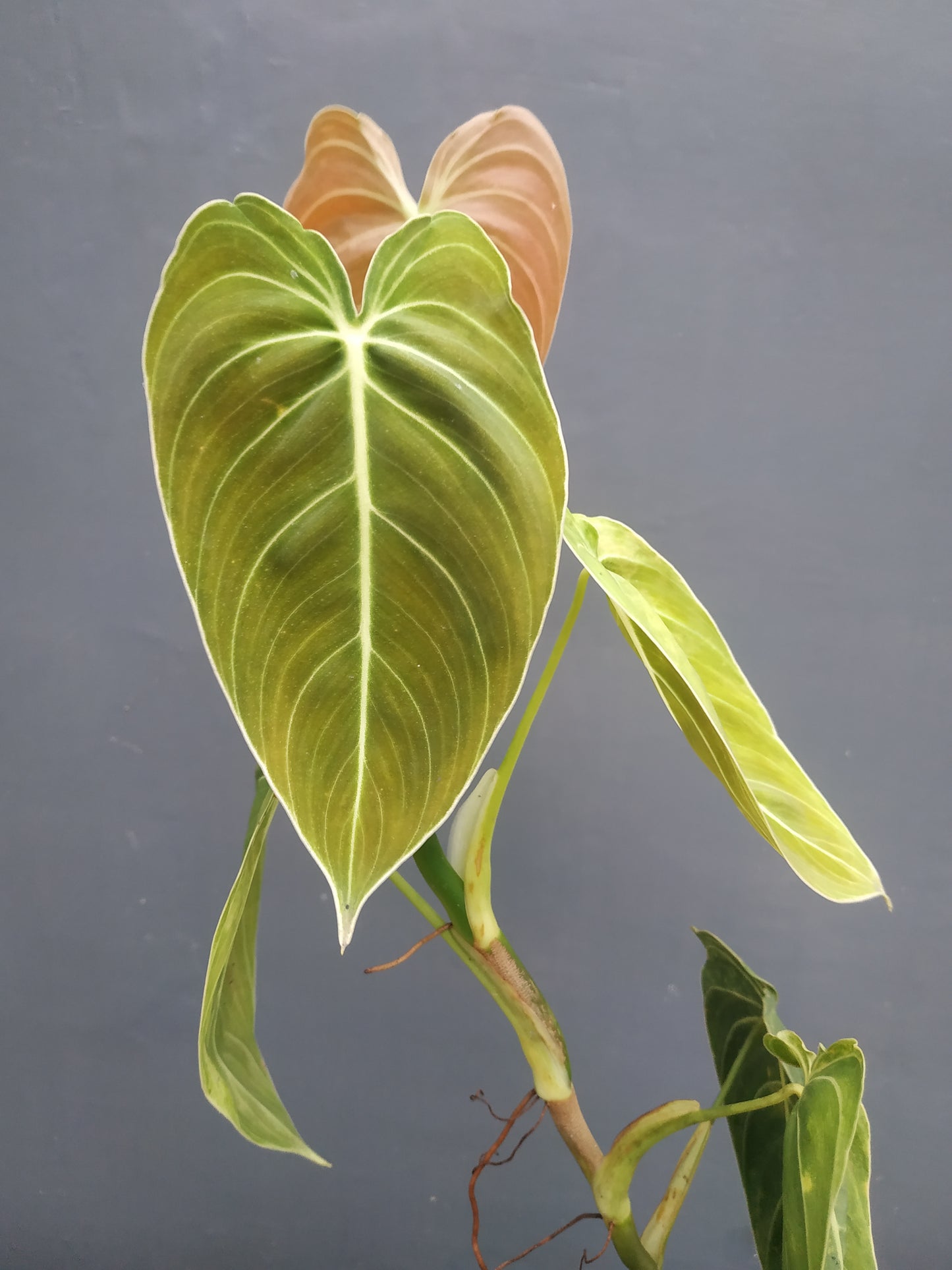 Philodendron melanochrysum