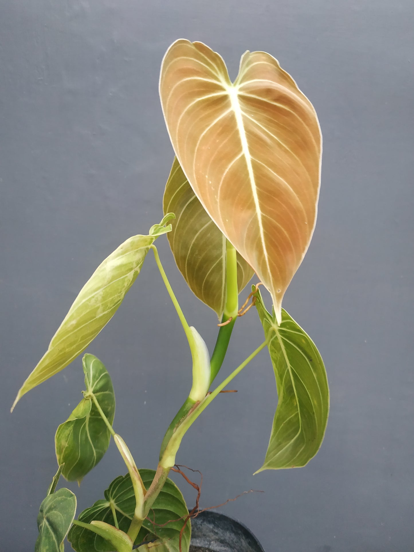 Philodendron Anderson, Philodendron Melanochrysum, Philodendron Painted Lady, Philodendron Birkin, Philodendron Gloriosum