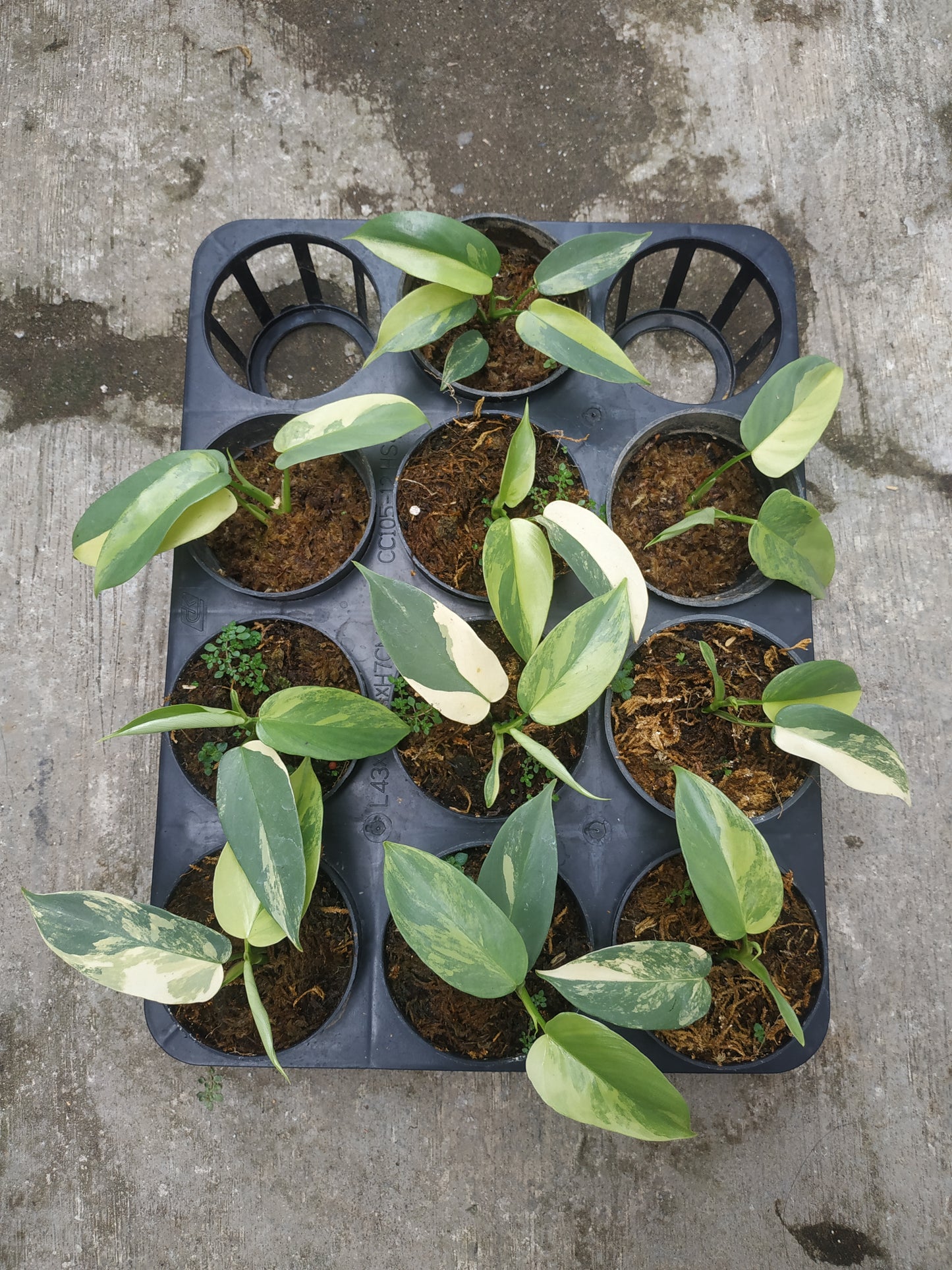 Wholesale 10x Philodendron Bipennifolium Violin Small