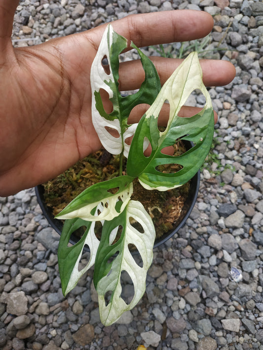 Monstera,monstera deliciosa,monstera deliciosa variegated,rare plant,variegated plant,indoor garden,variegated,foiiage,monstera adansonii variegated,monstera albo variegated
