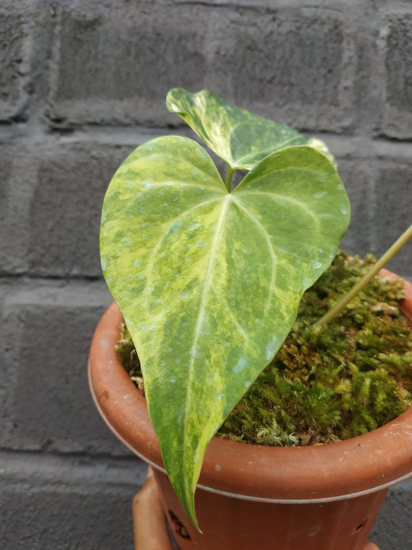 anthurium, anthurium sweet love variegated, live anthurium sweet love variegated, live anthurium sweet love variegated plants, rare anthurium sweet love variegated, rare anthurium sweet love variegated live plants, tropical anthurium sweet love variegated live plants, wholesale anthurium sweet love variegated, outdoor plant, indoor plants, winter plants, summer plants, spring plants, houseplants, rare anthurium sweet love variegated plants, live anthurium sweet love variegated rare plants
