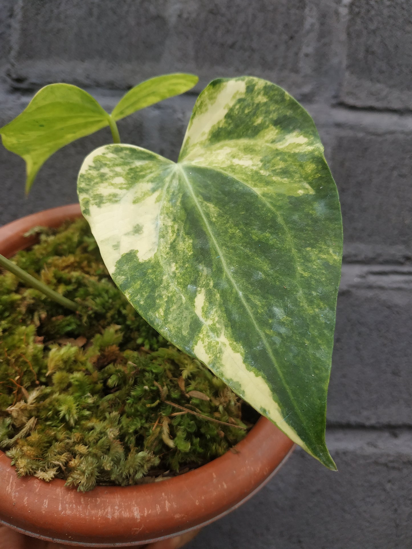 anthurium, anthurium sweet love variegated, live anthurium sweet love variegated, live anthurium sweet love variegated plants, rare anthurium sweet love variegated, rare anthurium sweet love variegated live plants, tropical anthurium sweet love variegated live plants, wholesale anthurium sweet love variegated, outdoor plant, indoor plants, winter plants, summer plants, spring plants, houseplants, rare anthurium sweet love variegated plants, live anthurium sweet love variegated rare plants