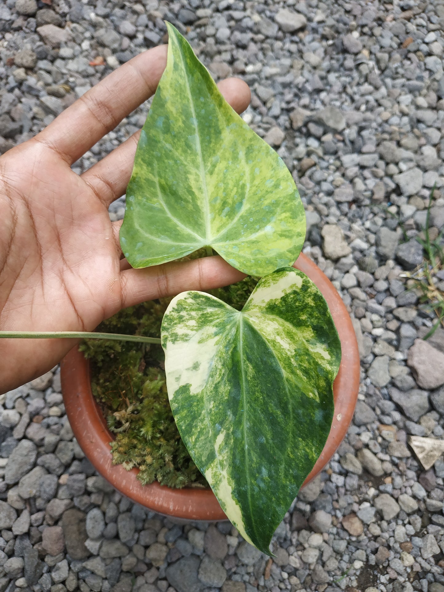 anthurium, anthurium sweet love variegated, live anthurium sweet love variegated, live anthurium sweet love variegated plants, rare anthurium sweet love variegated, rare anthurium sweet love variegated live plants, tropical anthurium sweet love variegated live plants, wholesale anthurium sweet love variegated, outdoor plant, indoor plants, winter plants, summer plants, spring plants, houseplants, rare anthurium sweet love variegated plants, live anthurium sweet love variegated rare plants