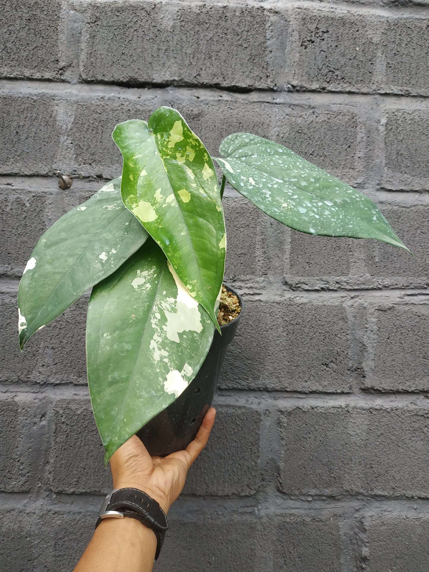 Syngonium Chiapense Variegated