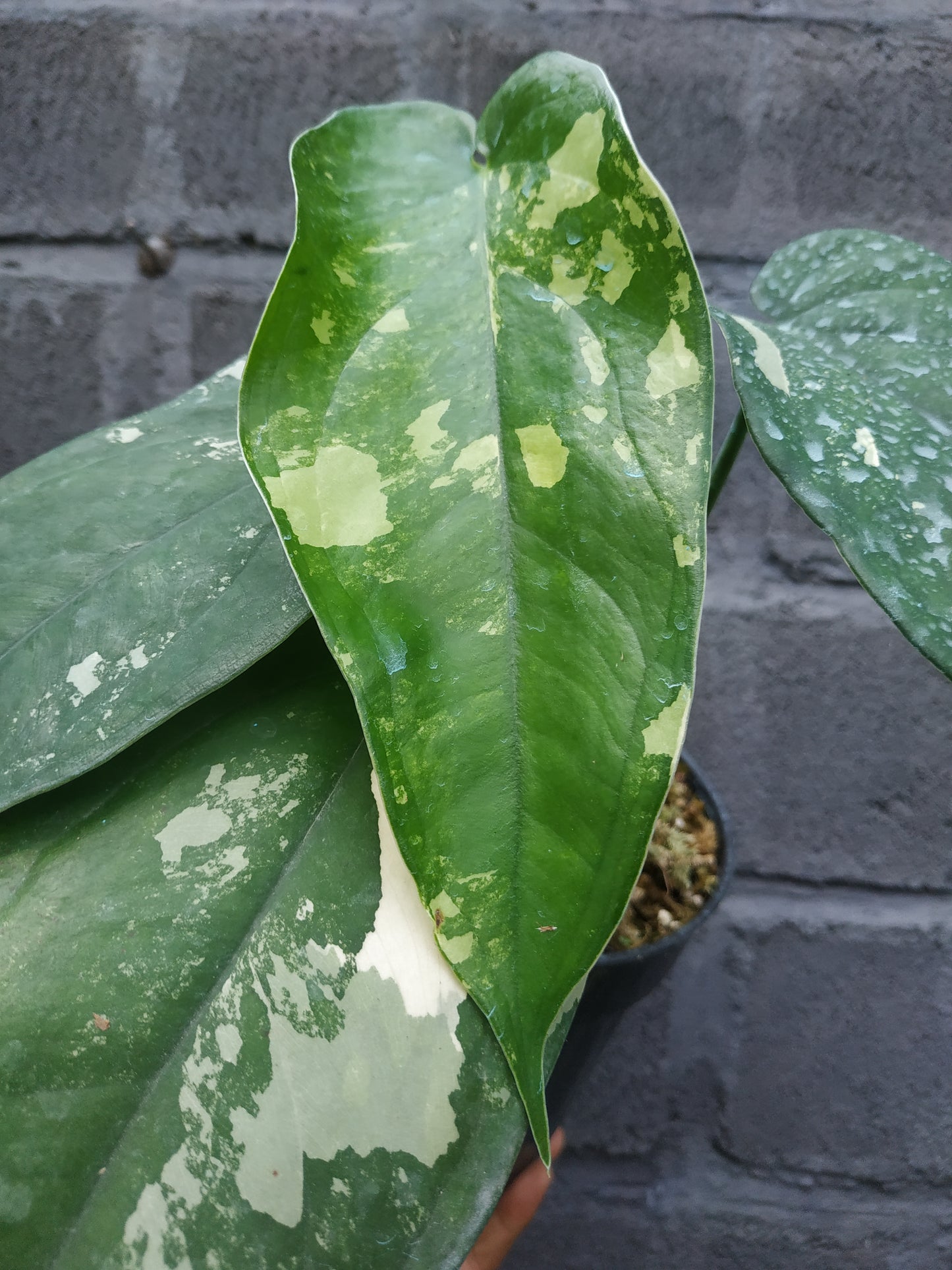 Syngonium Chiapense Variegated