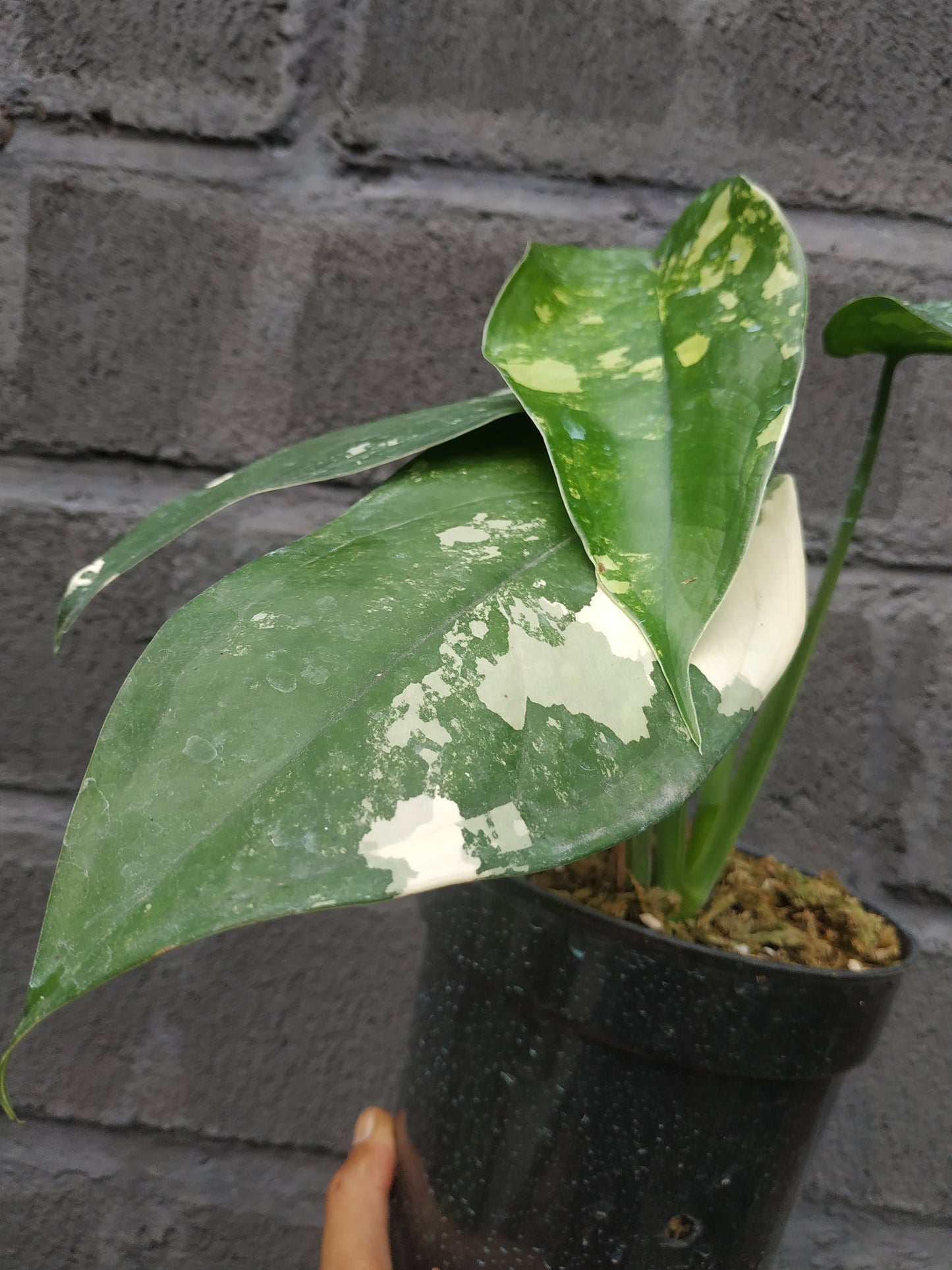 Syngonium Chiapense Variegated