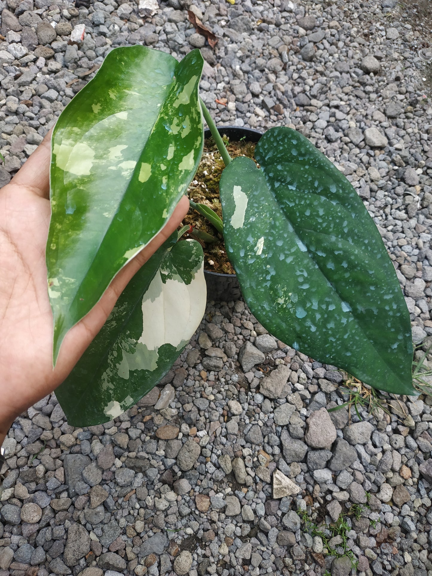 Syngonium Chiapense Variegated
