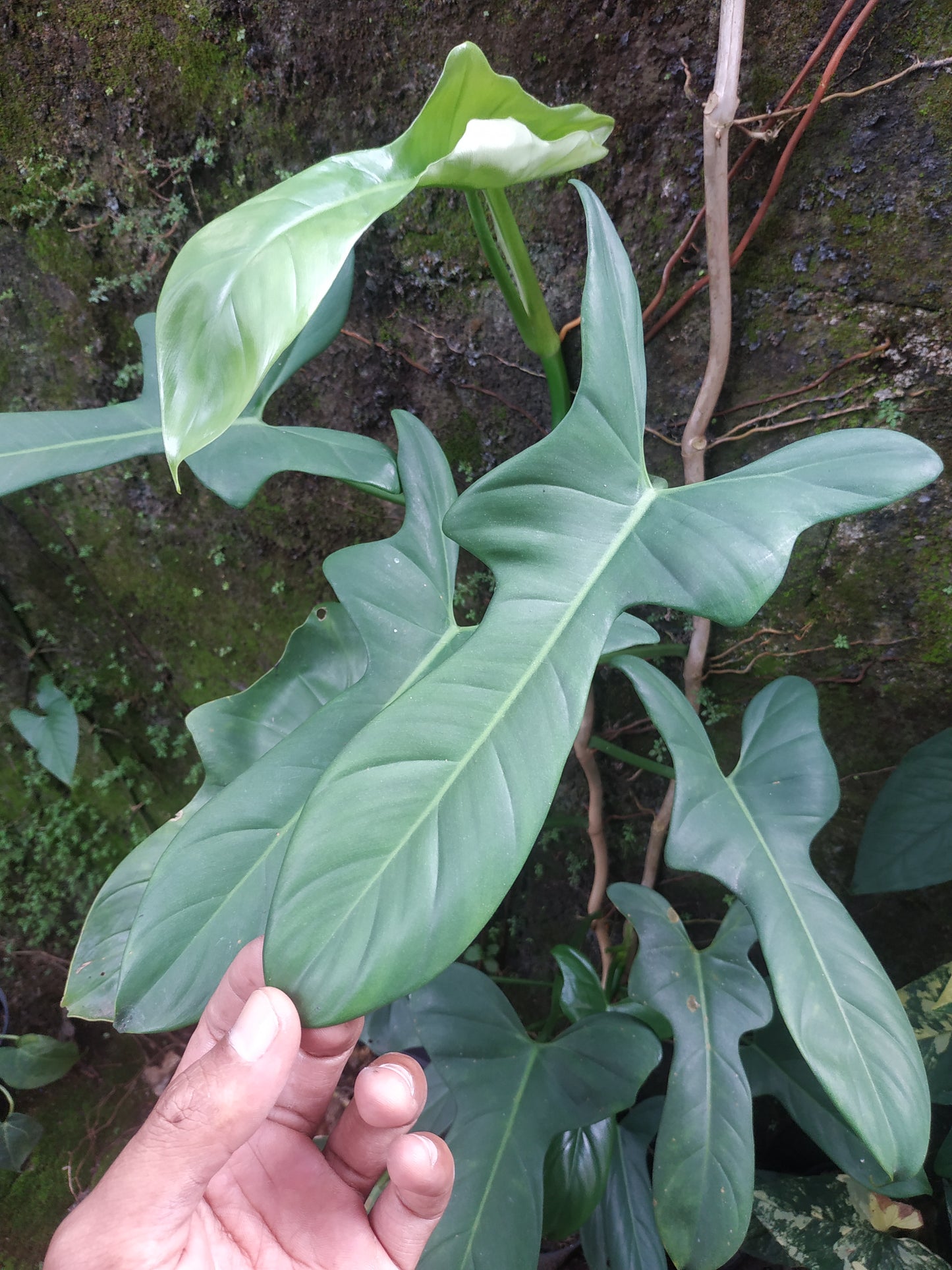 Philodendron Bipennifolium Violin