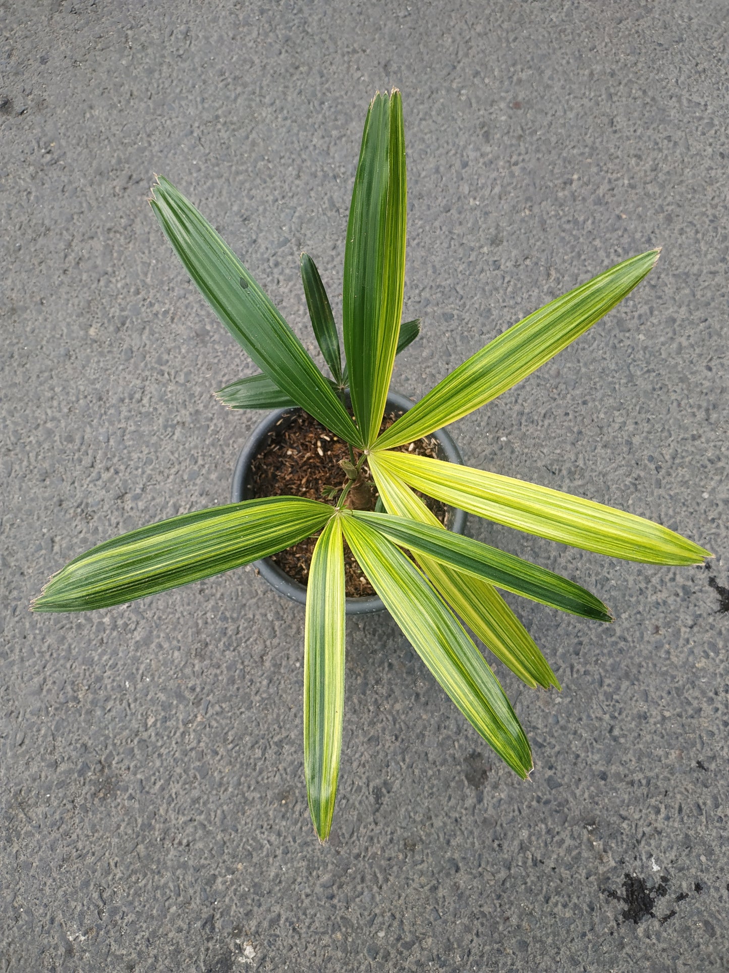 Rhapis Excelsa Palm Tree Variegated
