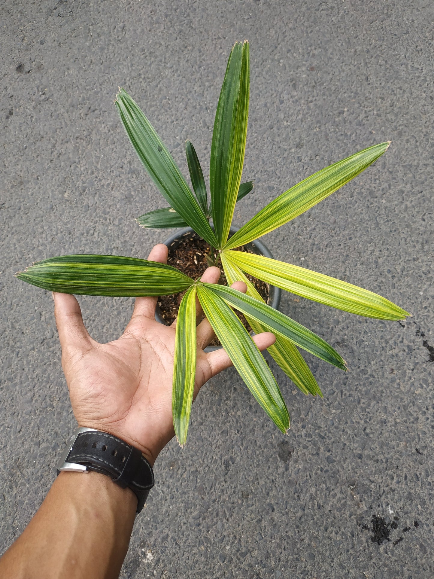 Rhapis Excelsa Palm Tree Variegated