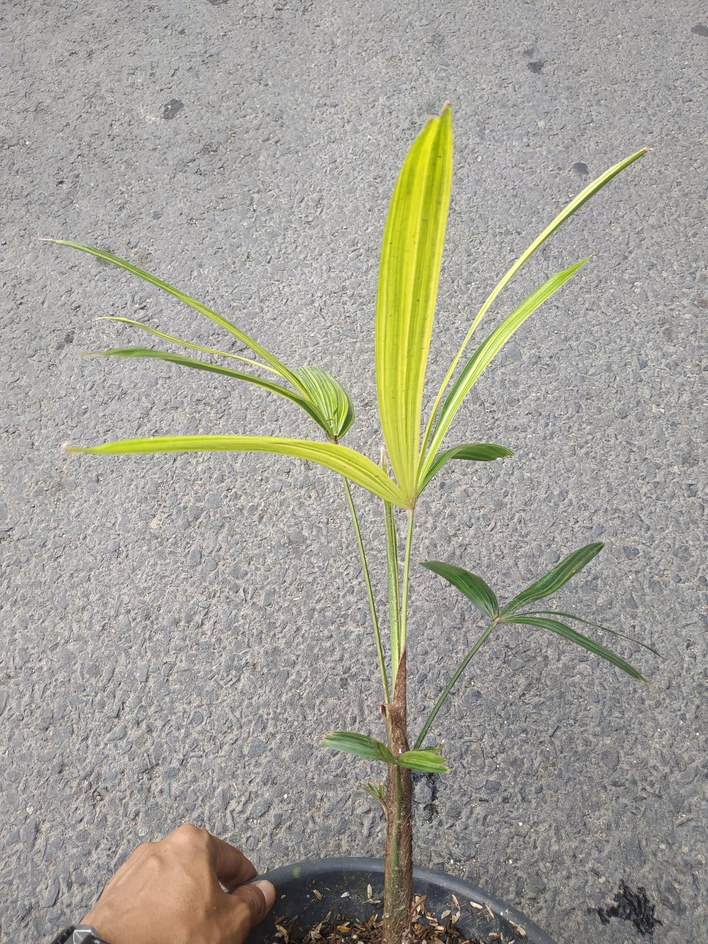 Rhapis Excelsa Palm Tree Variegated