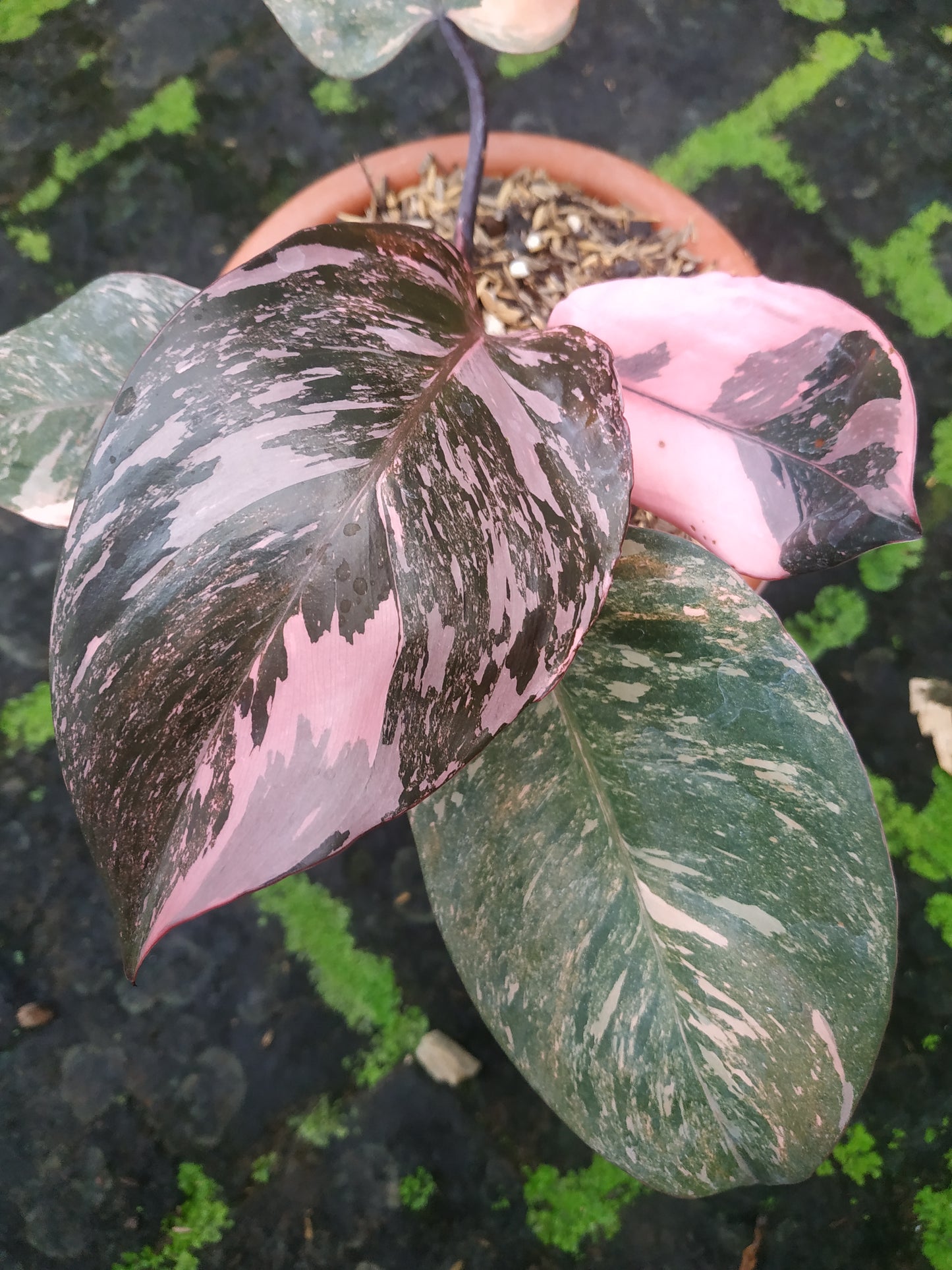 Philodendron Pink Princess Galaxy Variegated Big Leaves
