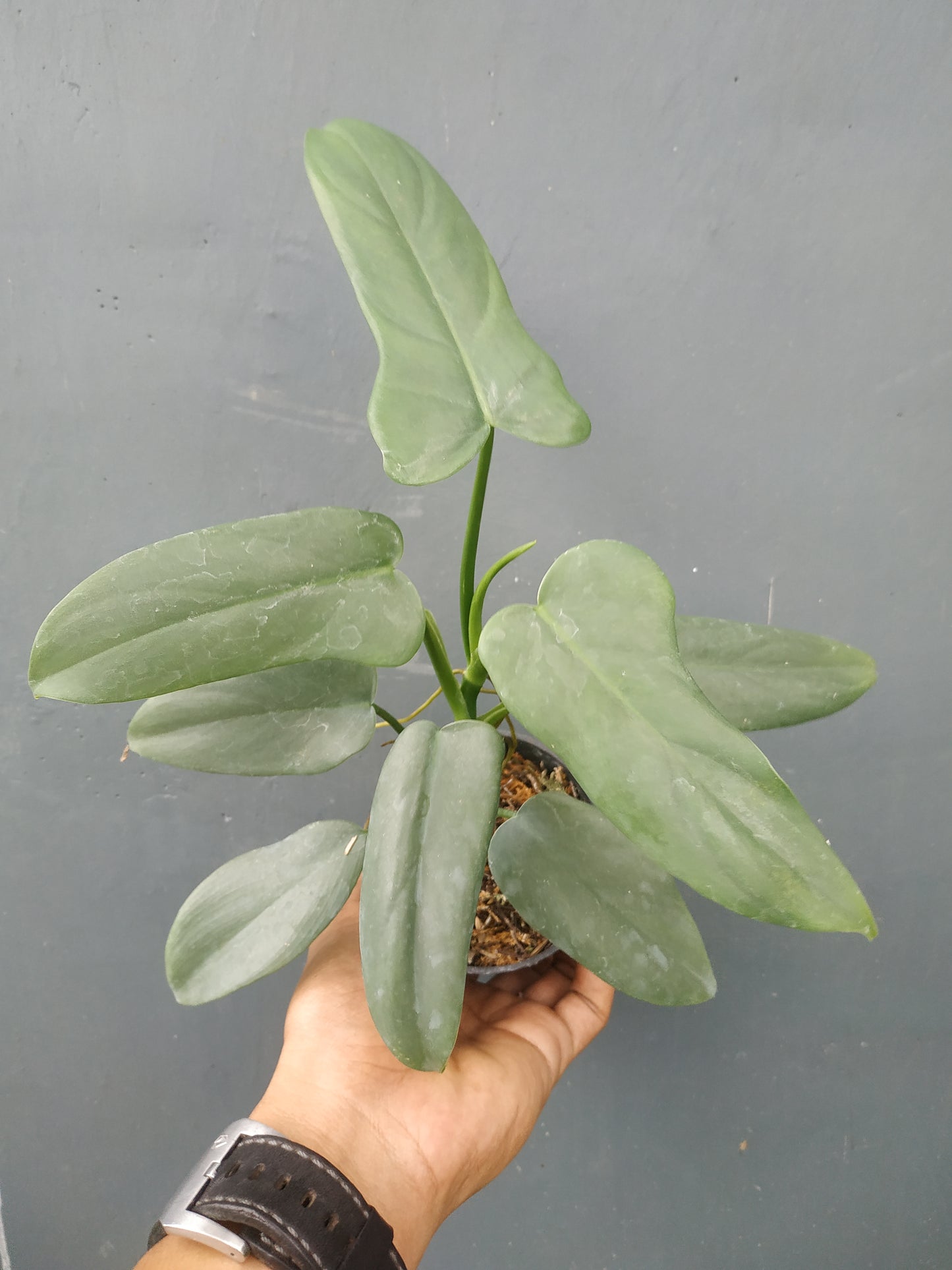Philodendron Bipennifolium Violin