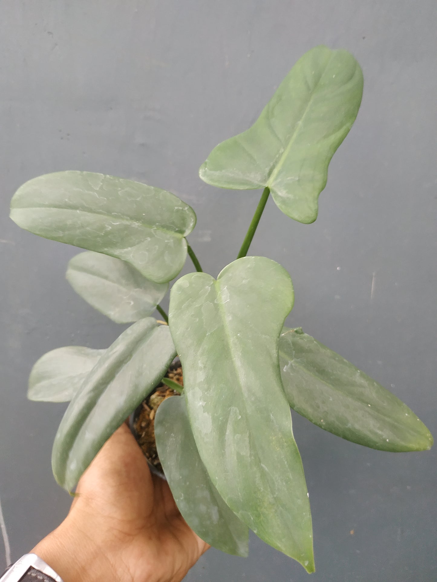 Philodendron Bipennifolium Violin