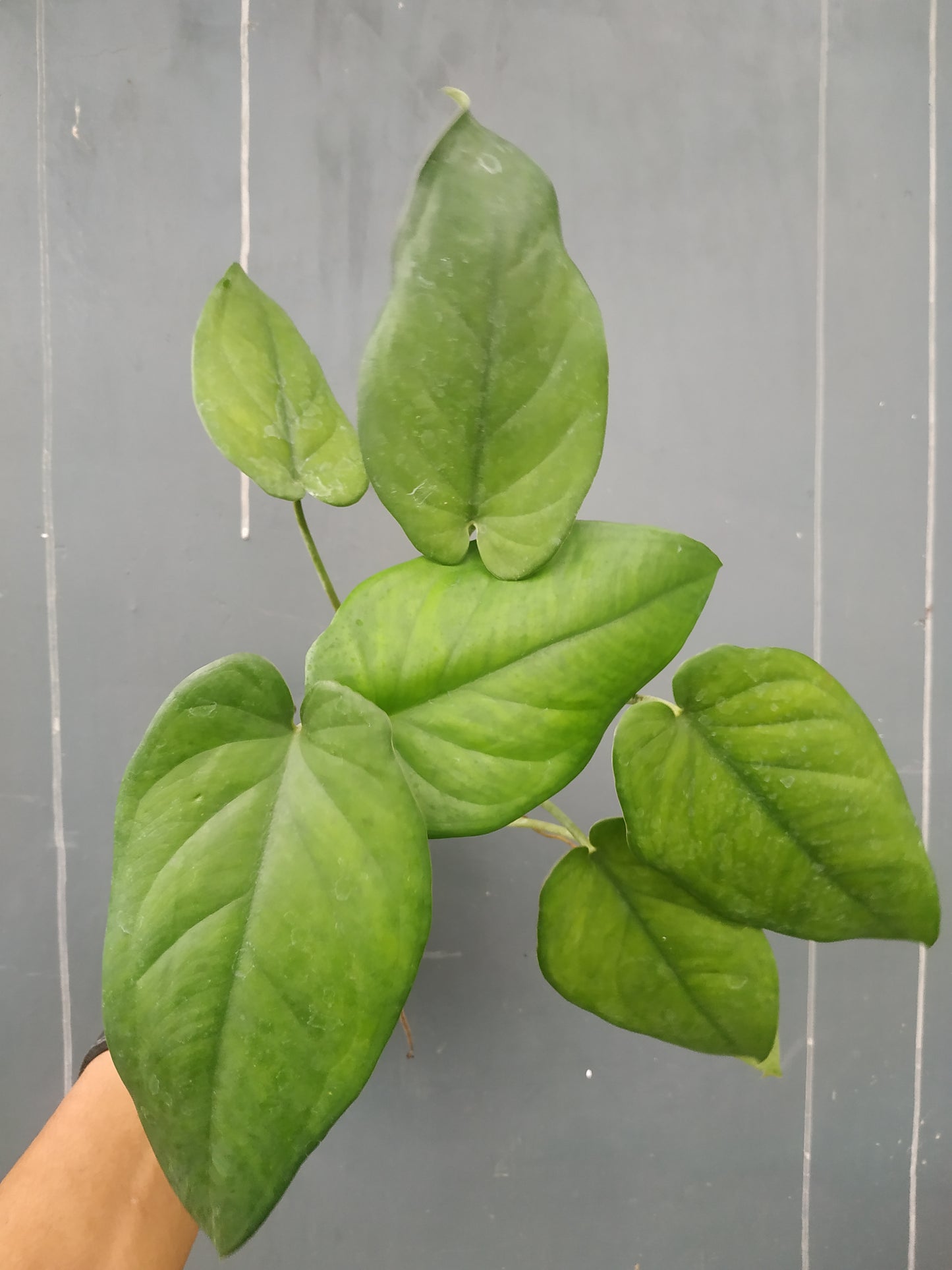 Syngonium Chiapense