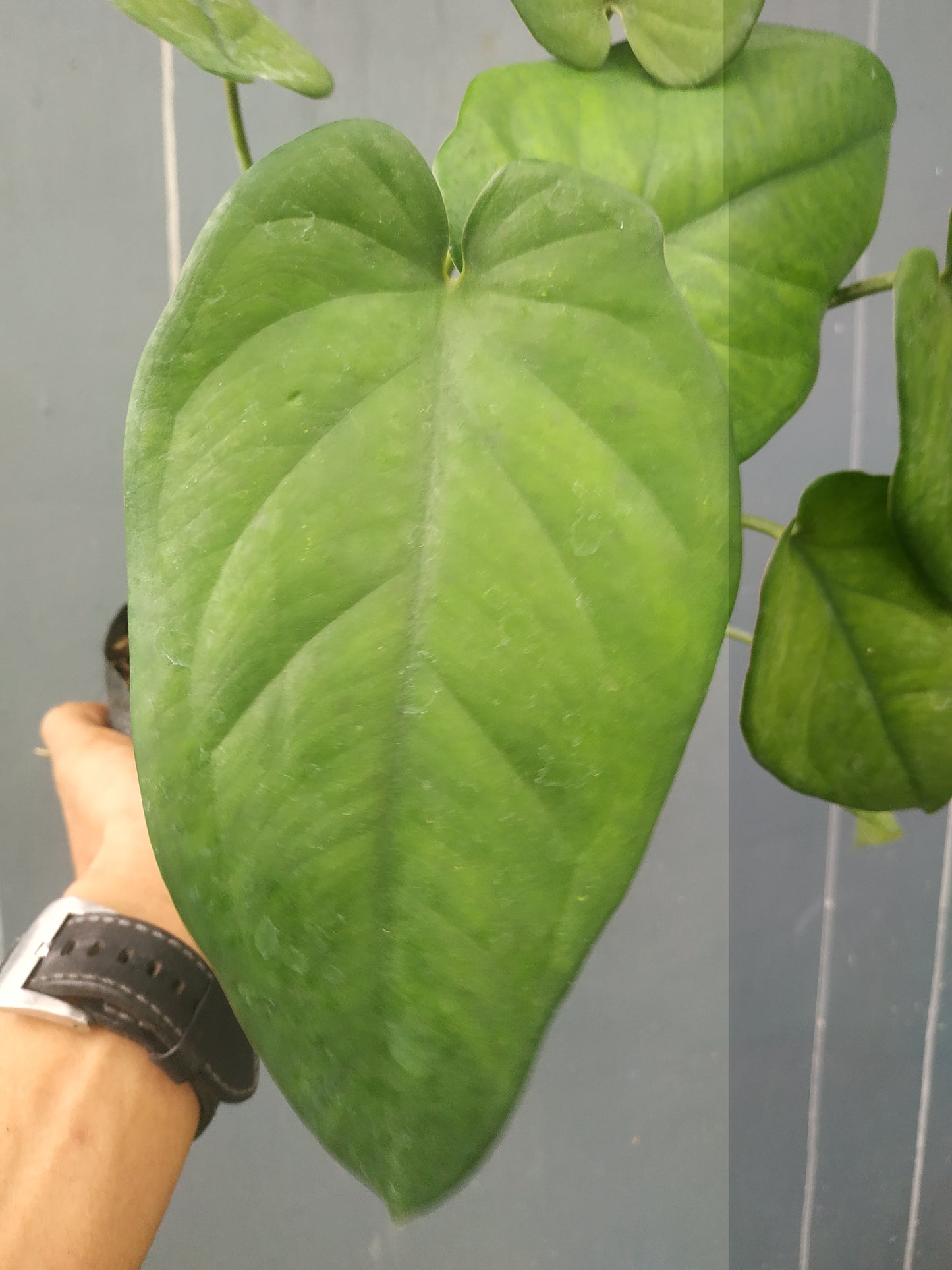 Syngonium Chiapense