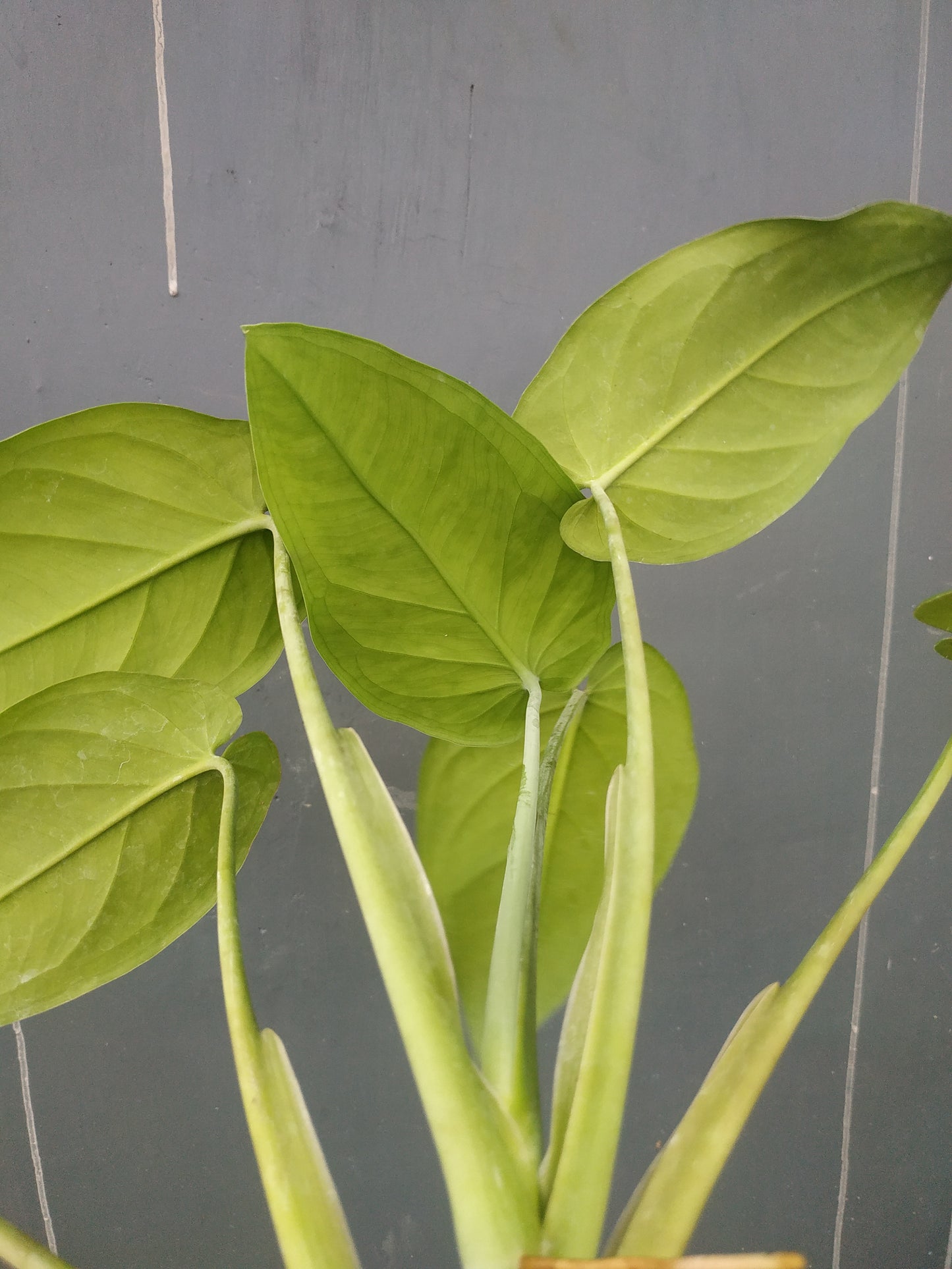 Syngonium Chiapense
