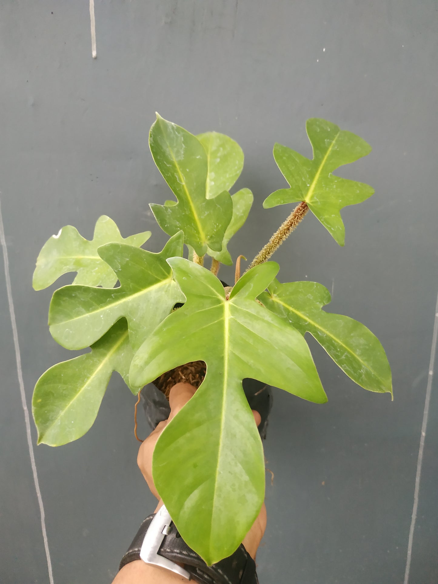 Philodendron Squamiferum