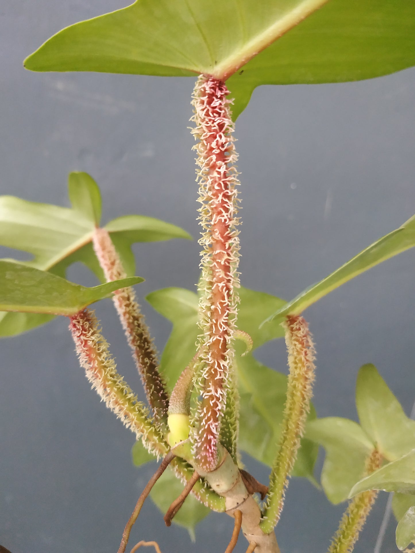 Philodendron Squamiferum