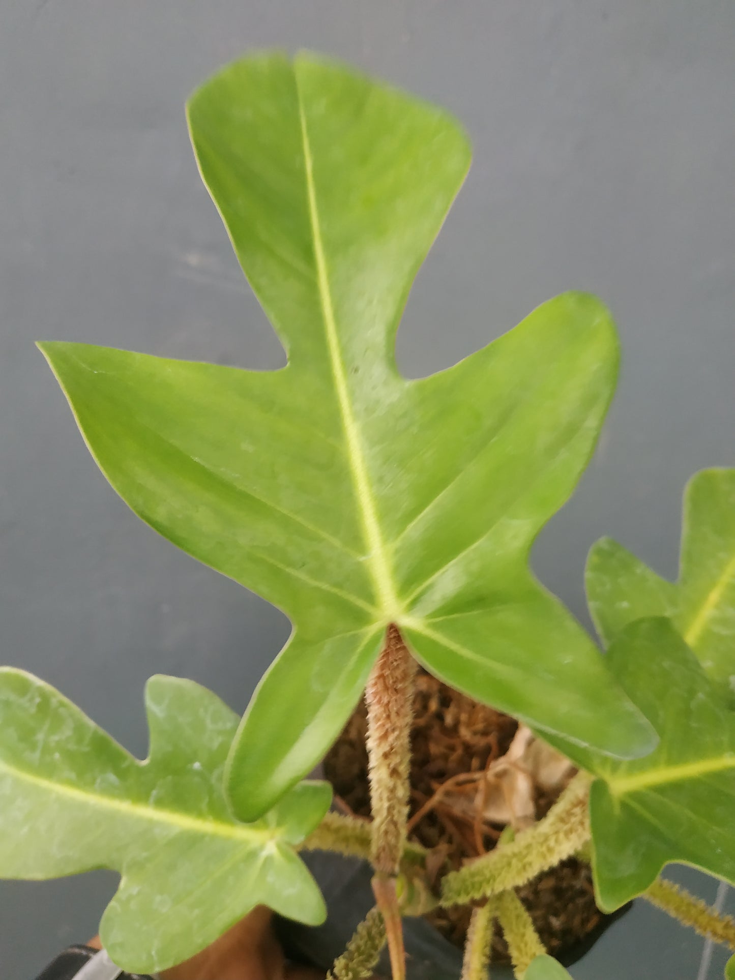 Philodendron Squamiferum