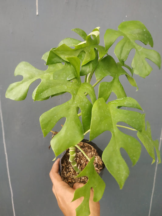 Rhaphidophora tetrasperma, Monstera Ginny