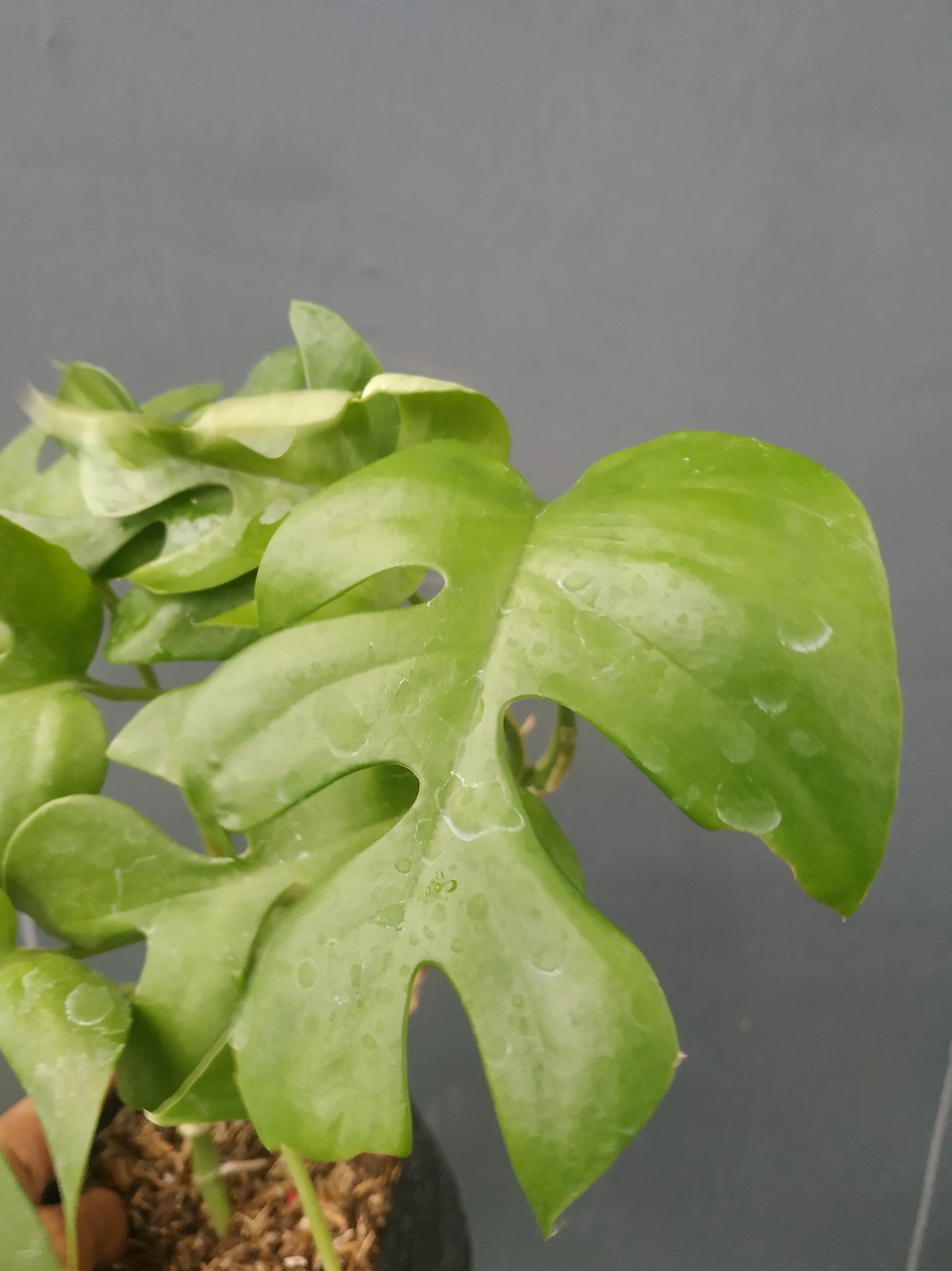 Rhaphidophora tetrasperma, Monstera Ginny