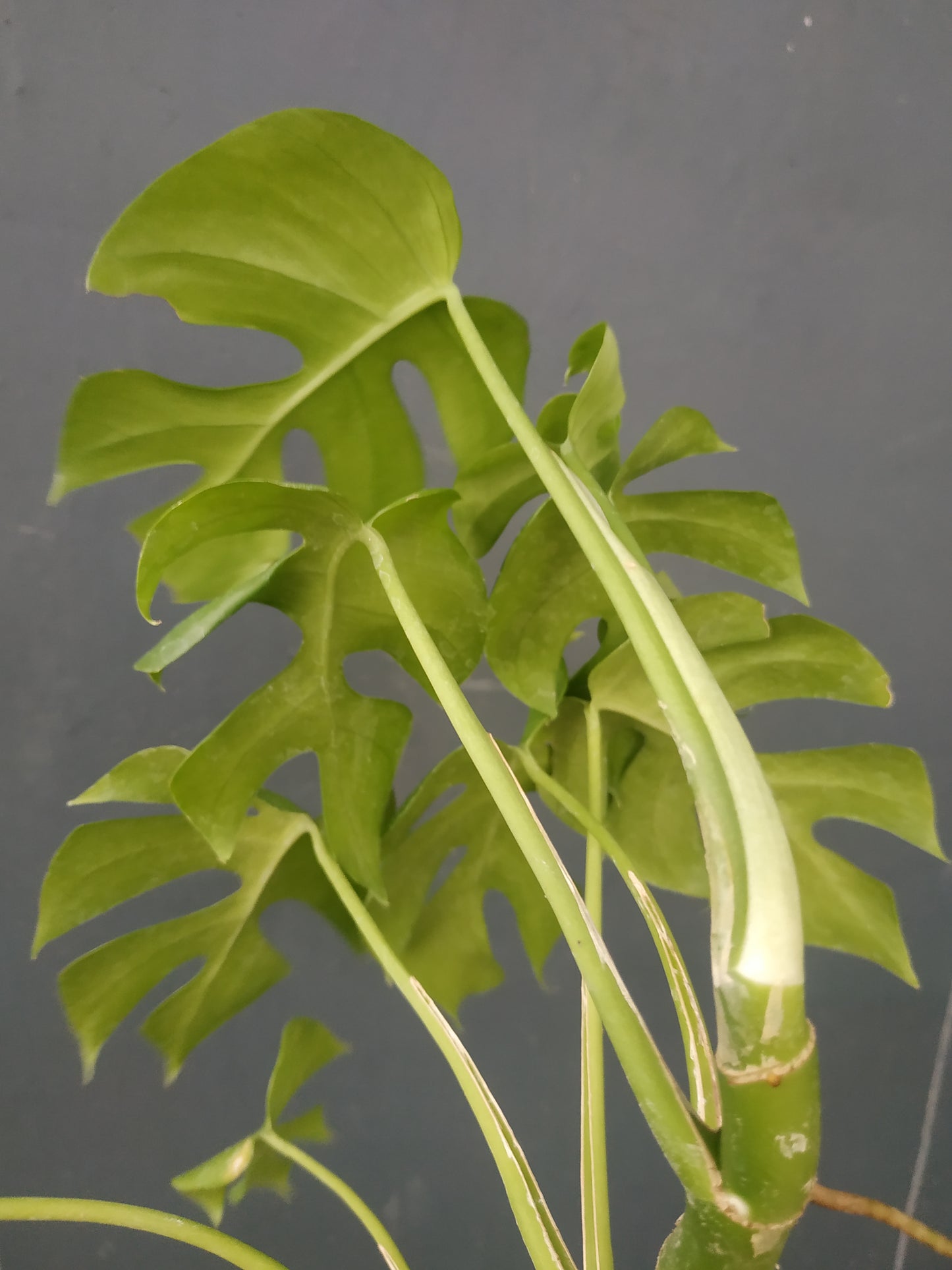 Rhaphidophora tetrasperma, Monstera Ginny