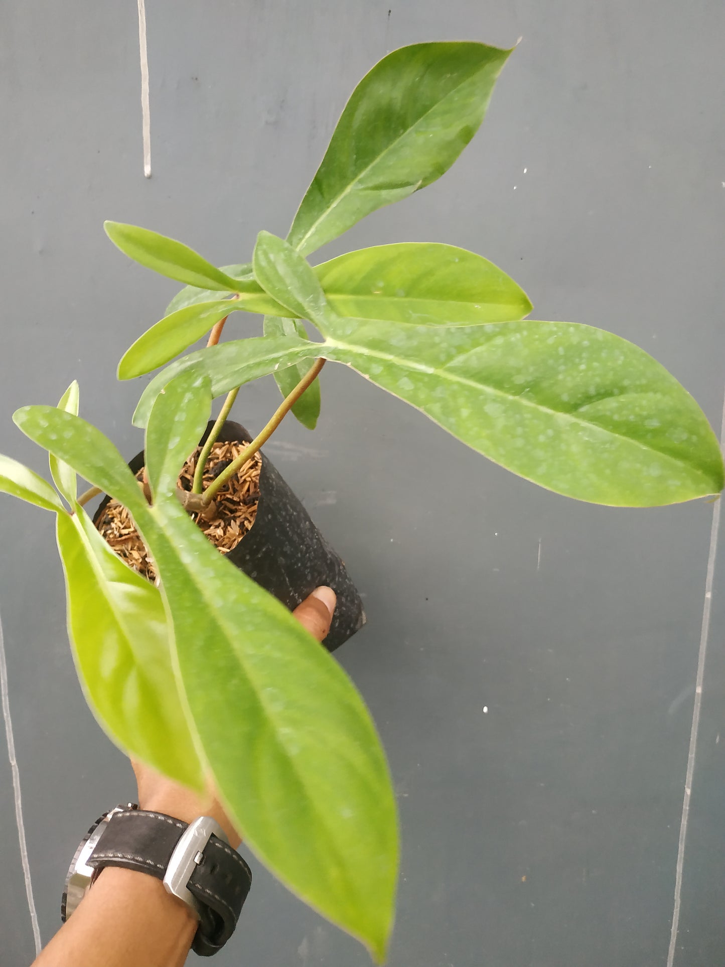 Philodendron Code 69686
