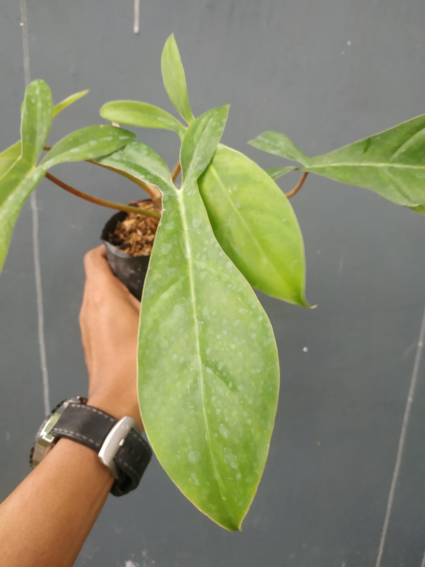 Philodendron Code 69686