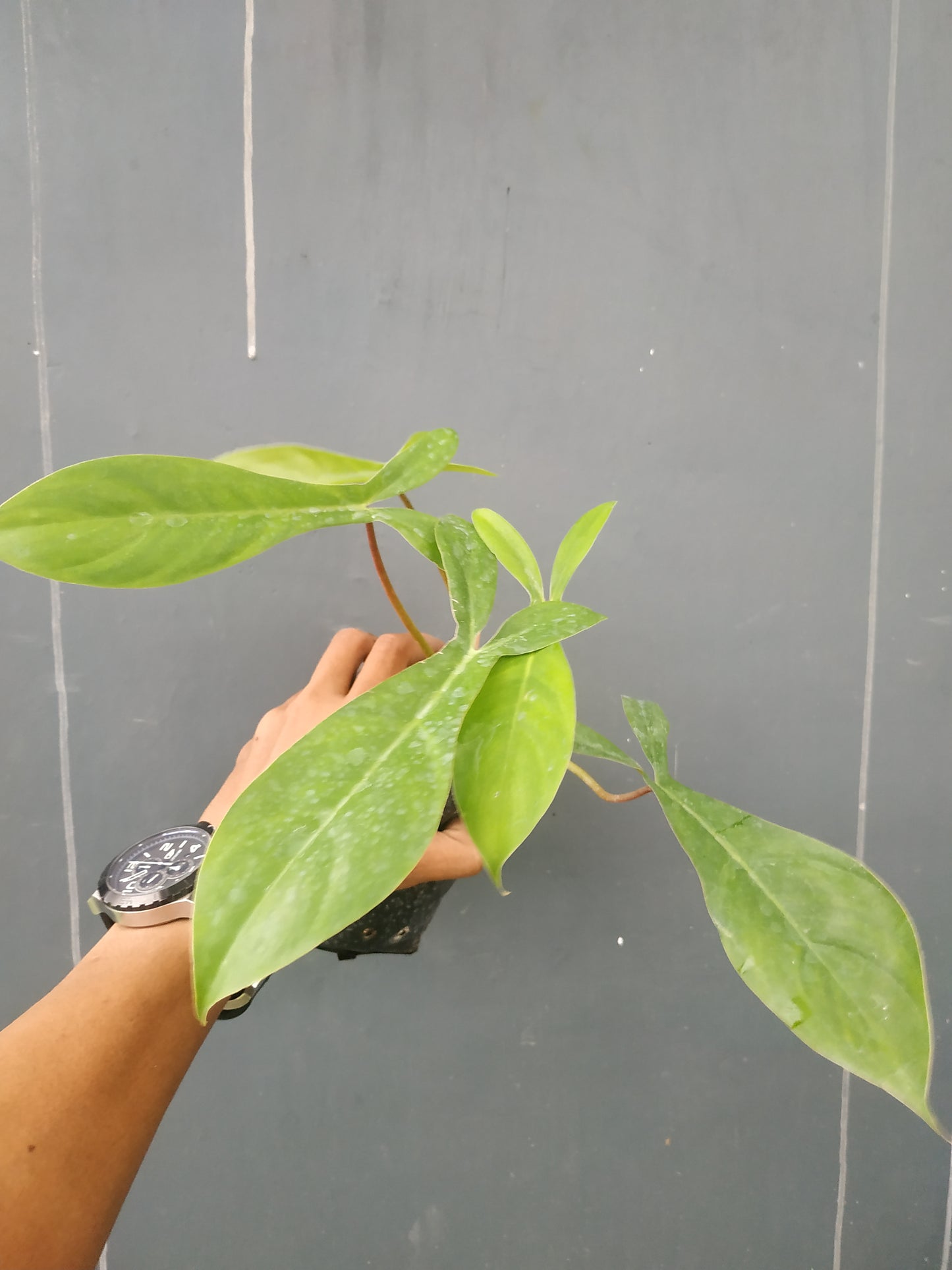 Philodendron Code 69686