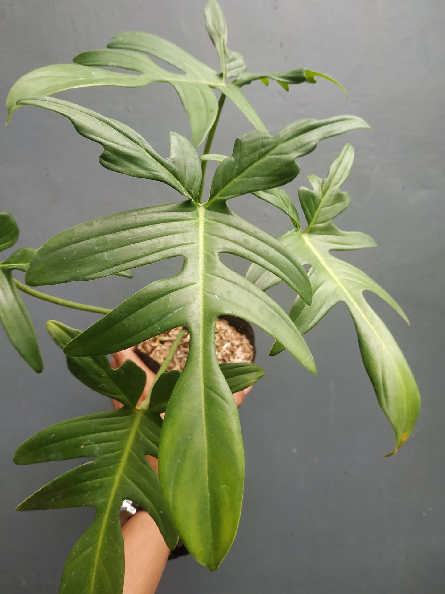 Philodendron Pedatum