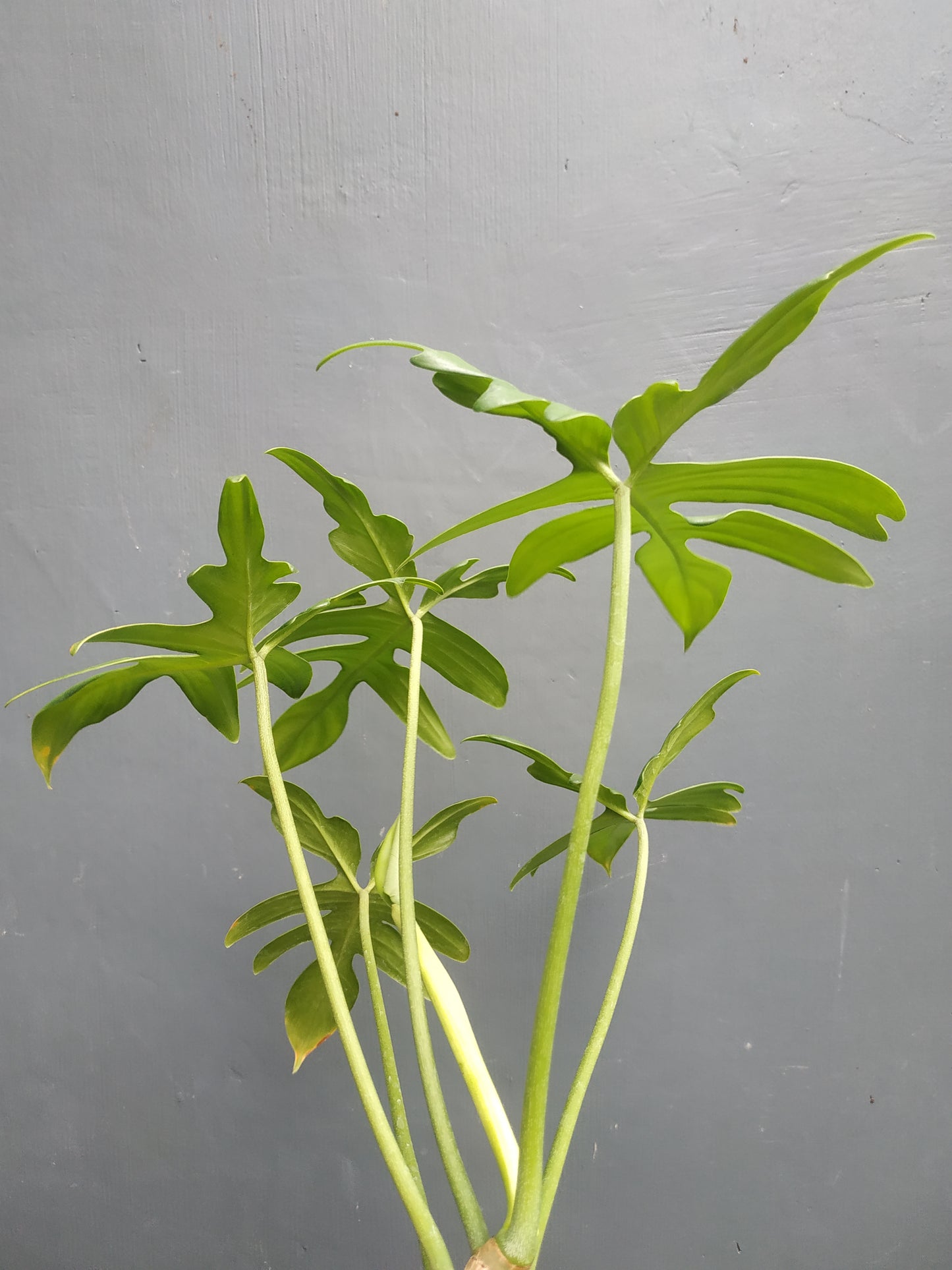 Philodendron Pedatum