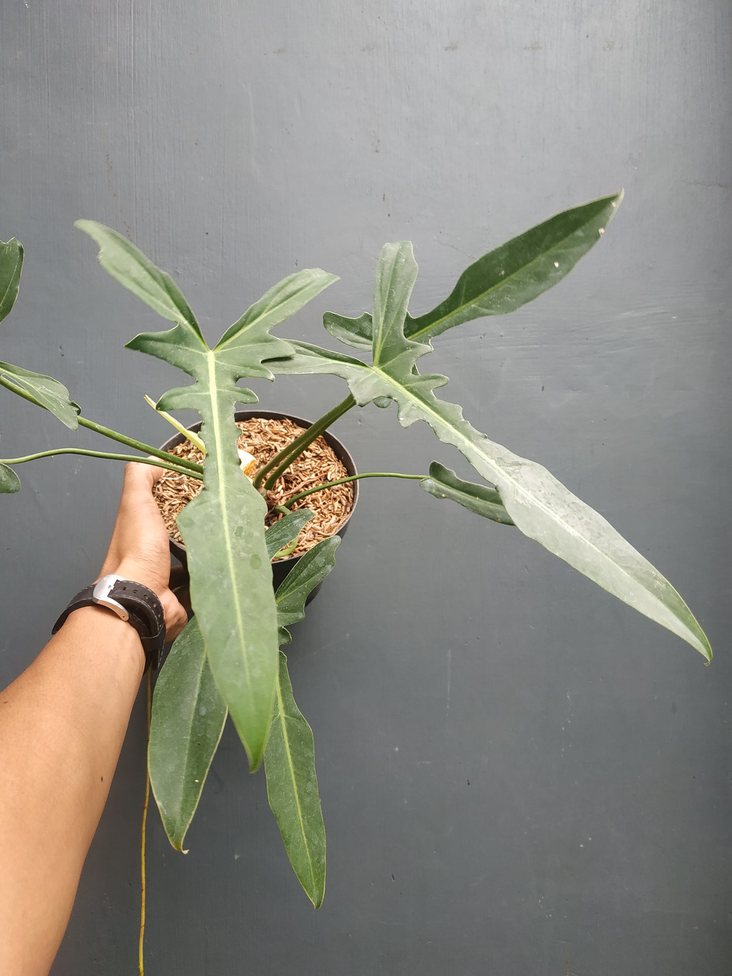 Philodendron Longilobatum