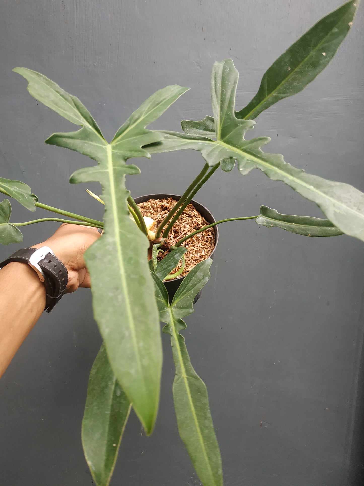 Philodendron Longilobatum