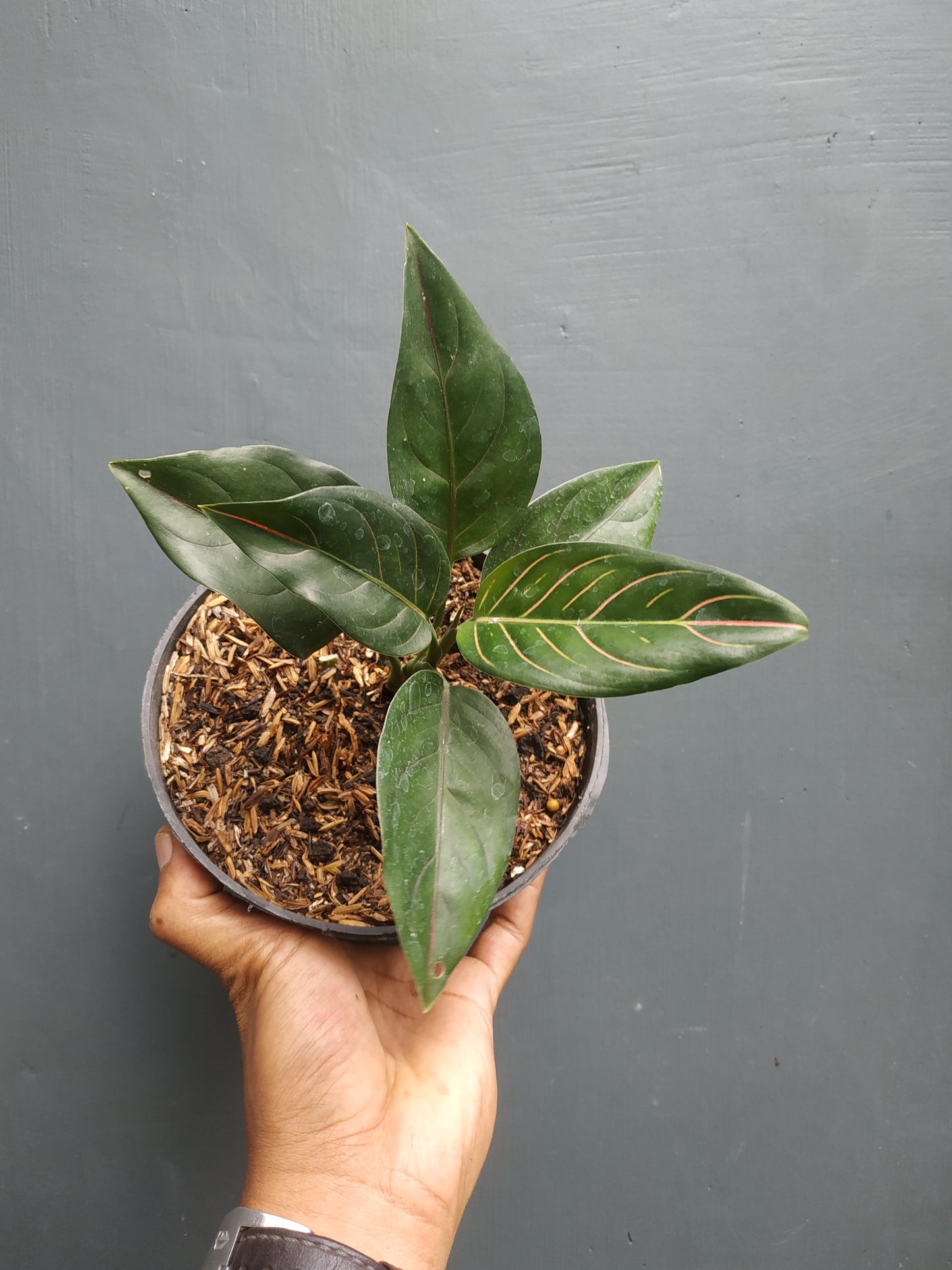 Aglaonema rotundum tiger, live aglaonema rotundum tiger, live aglaonema rotundum tiger plants, rare aglaonemarotundum tiger, rare aglaonema rotundum tiger live plants, tropical aglaonema rotundum tiger live plants, wholesale aglaonema rotundum tiger, outdoor plant, indoor plants, winter plants, summer plants, spring plants, houseplants, rare aglaonemarotundum tiger live plants, live aglaonema rotundum tiger rare plants