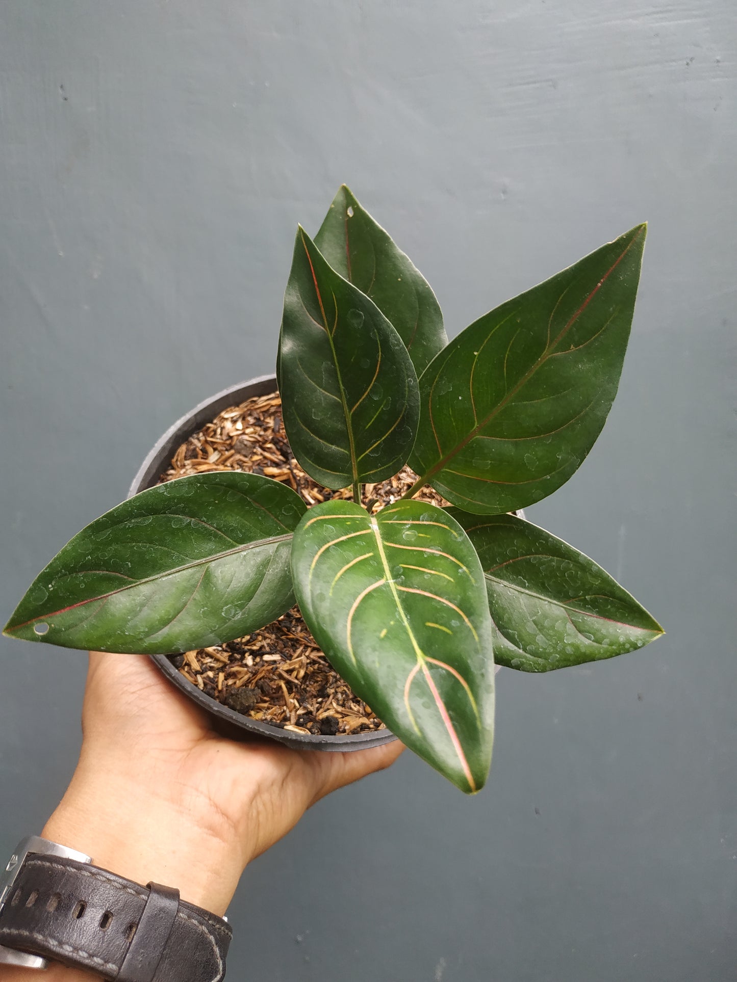 Aglaonema rotundum tiger, live aglaonema rotundum tiger, live aglaonema rotundum tiger plants, rare aglaonemarotundum tiger, rare aglaonema rotundum tiger live plants, tropical aglaonema rotundum tiger live plants, wholesale aglaonema rotundum tiger, outdoor plant, indoor plants, winter plants, summer plants, spring plants, houseplants, rare aglaonemarotundum tiger live plants, live aglaonema rotundum tiger rare plants