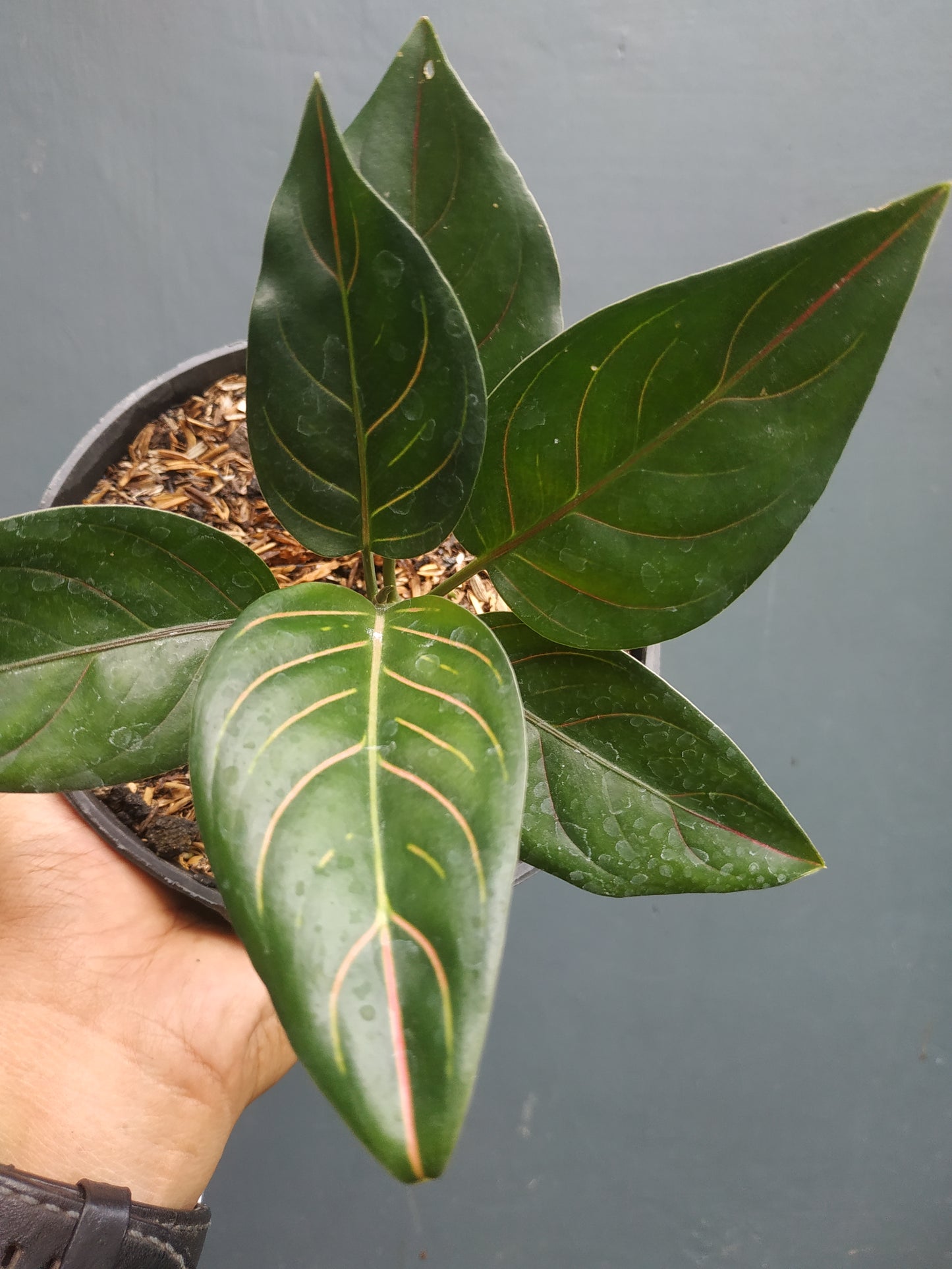 Aglaonema rotundum tiger, live aglaonema rotundum tiger, live aglaonema rotundum tiger plants, rare aglaonemarotundum tiger, rare aglaonema rotundum tiger live plants, tropical aglaonema rotundum tiger live plants, wholesale aglaonema rotundum tiger, outdoor plant, indoor plants, winter plants, summer plants, spring plants, houseplants, rare aglaonemarotundum tiger live plants, live aglaonema rotundum tiger rare plants